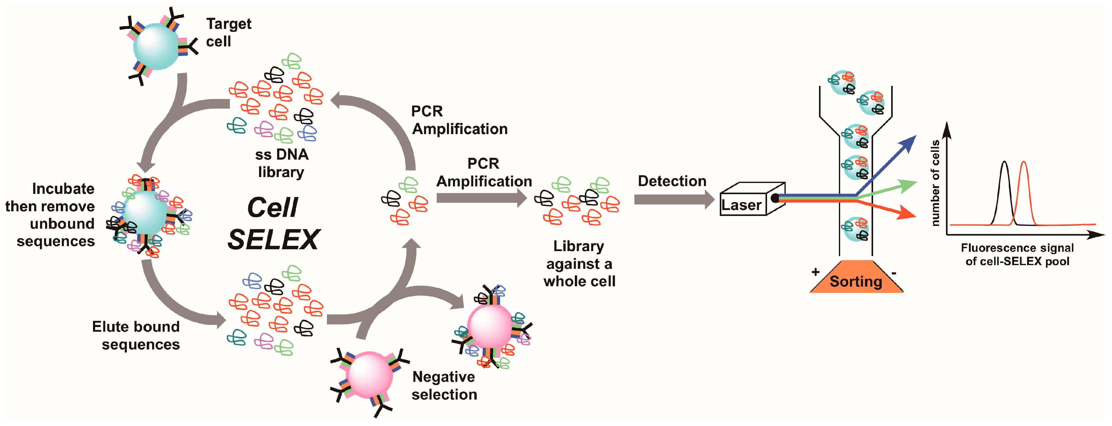 Molecules 22 00215 g002