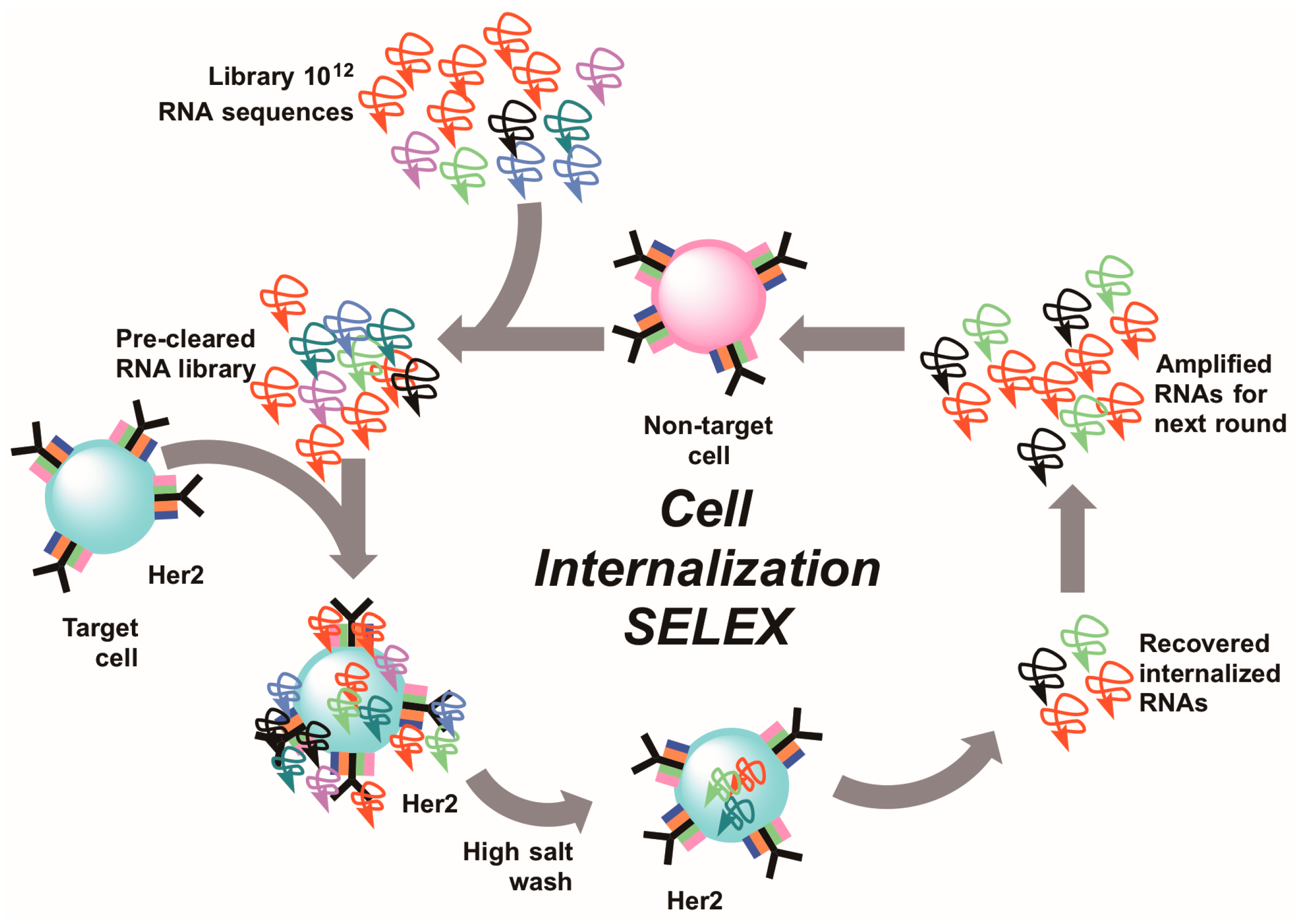 Molecules 22 00215 g003