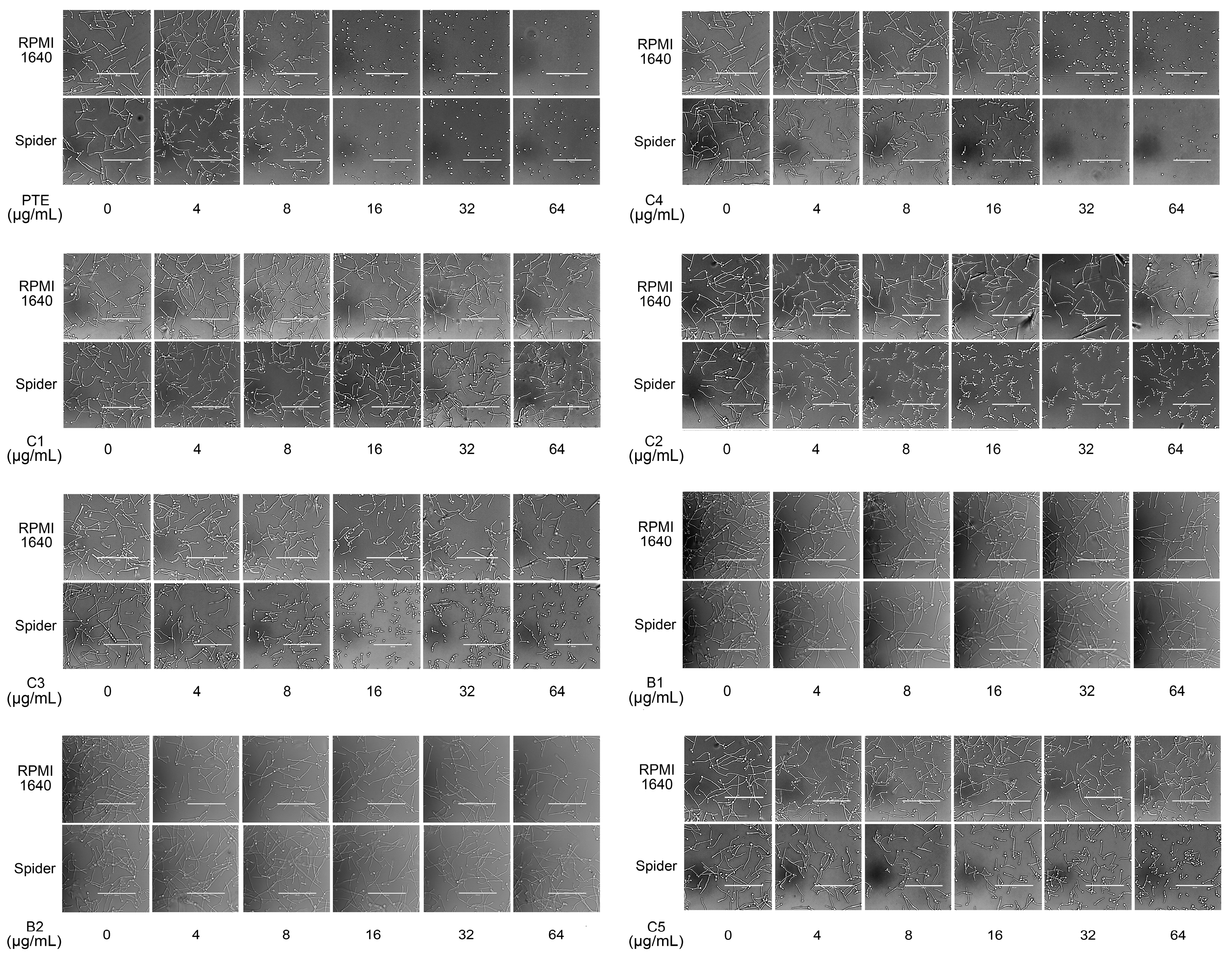 Molecules 22 00360 g003