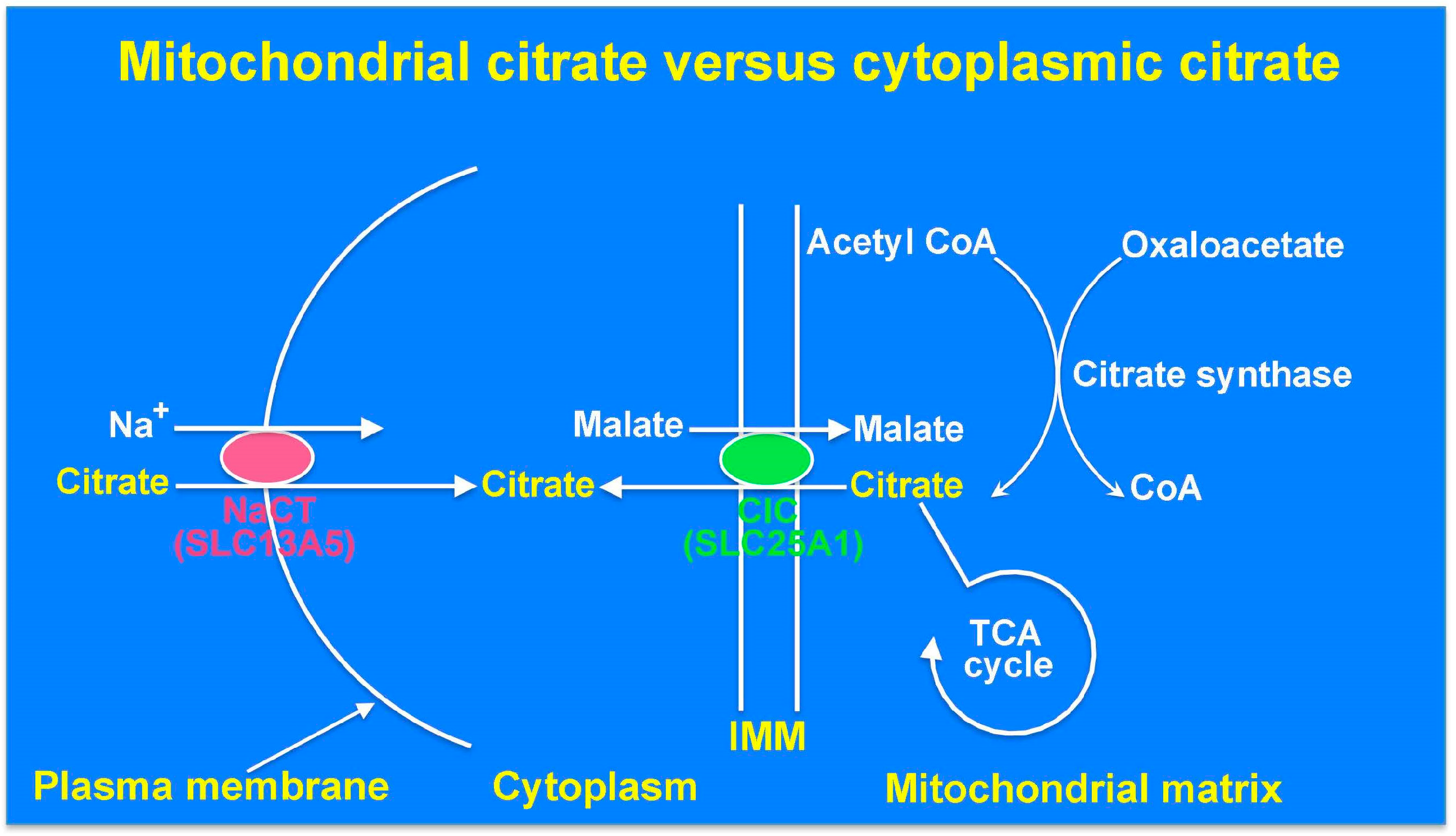 Molecules 22 00378 g001