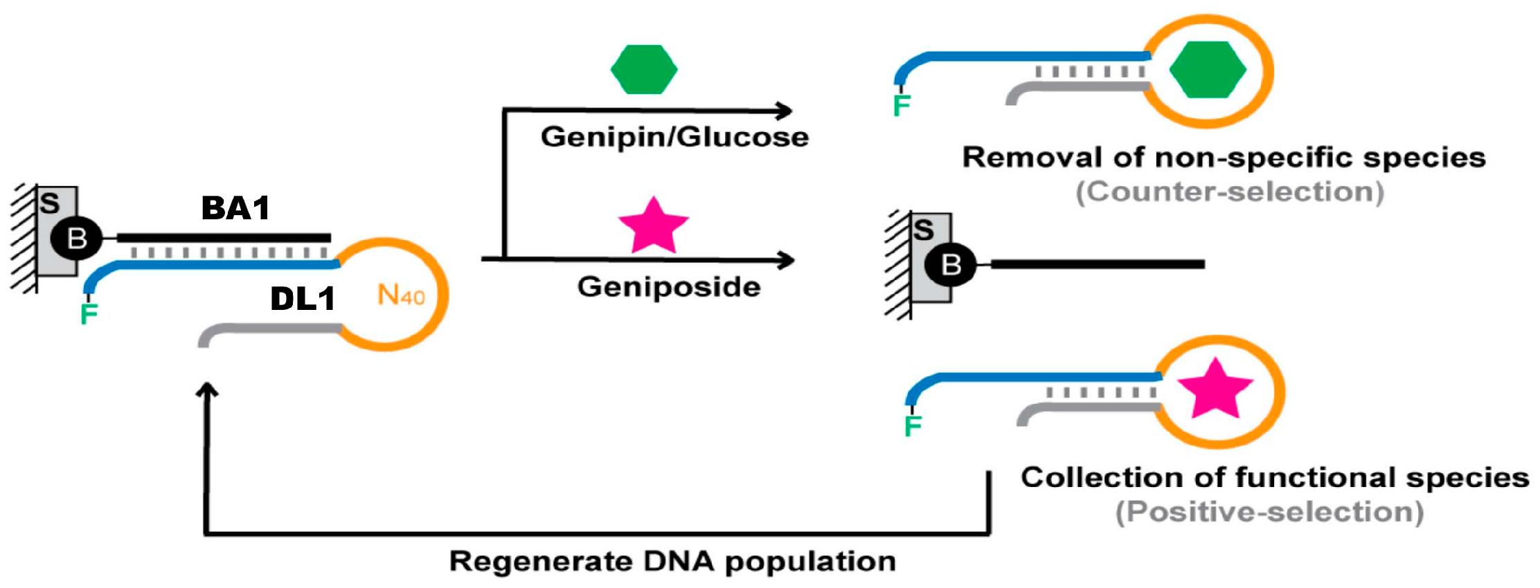 Molecules 22 00383 g002