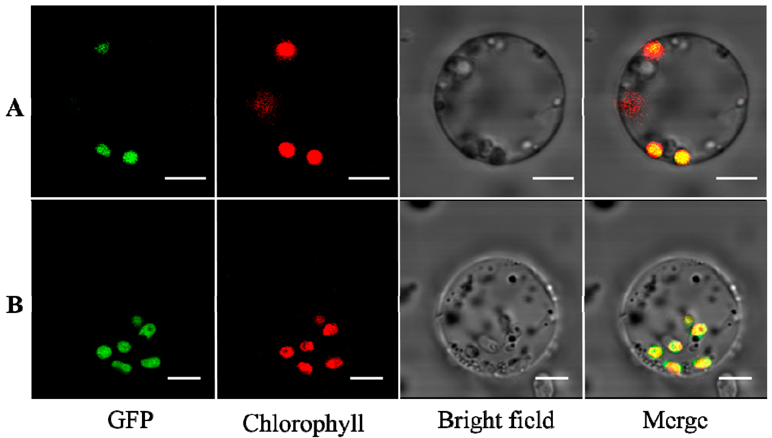 Molecules 22 00386 g001