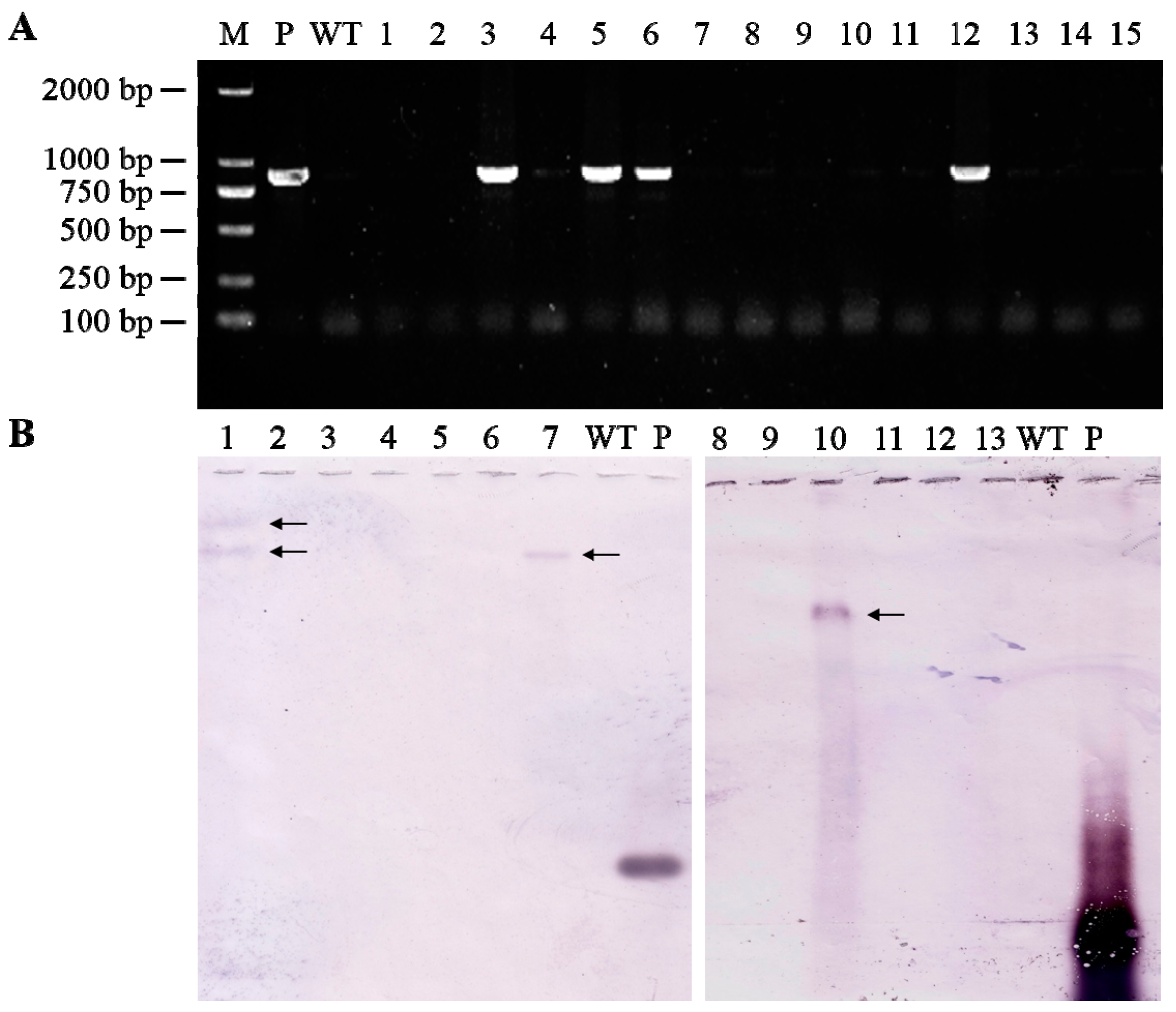 Molecules 22 00386 g002
