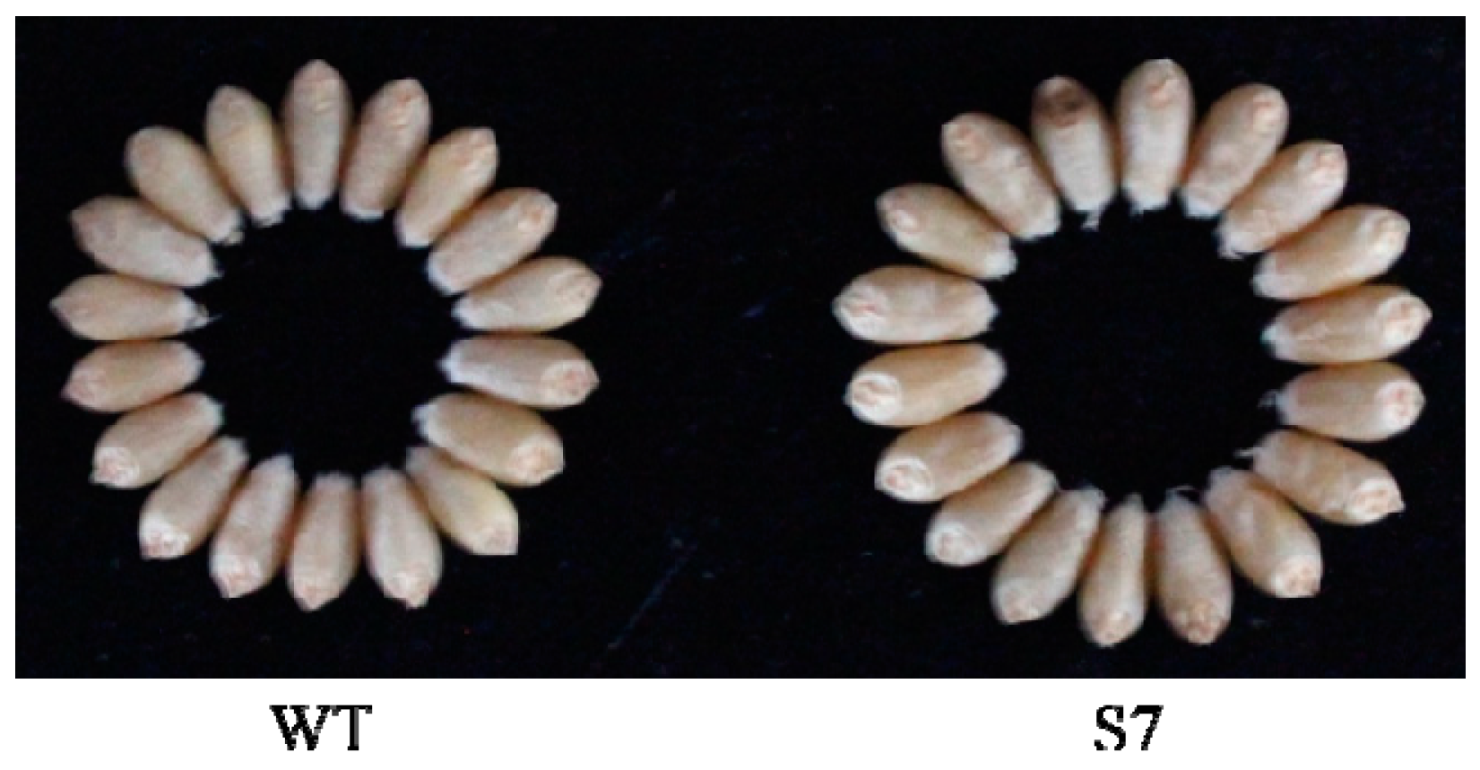 Molecules 22 00386 g004