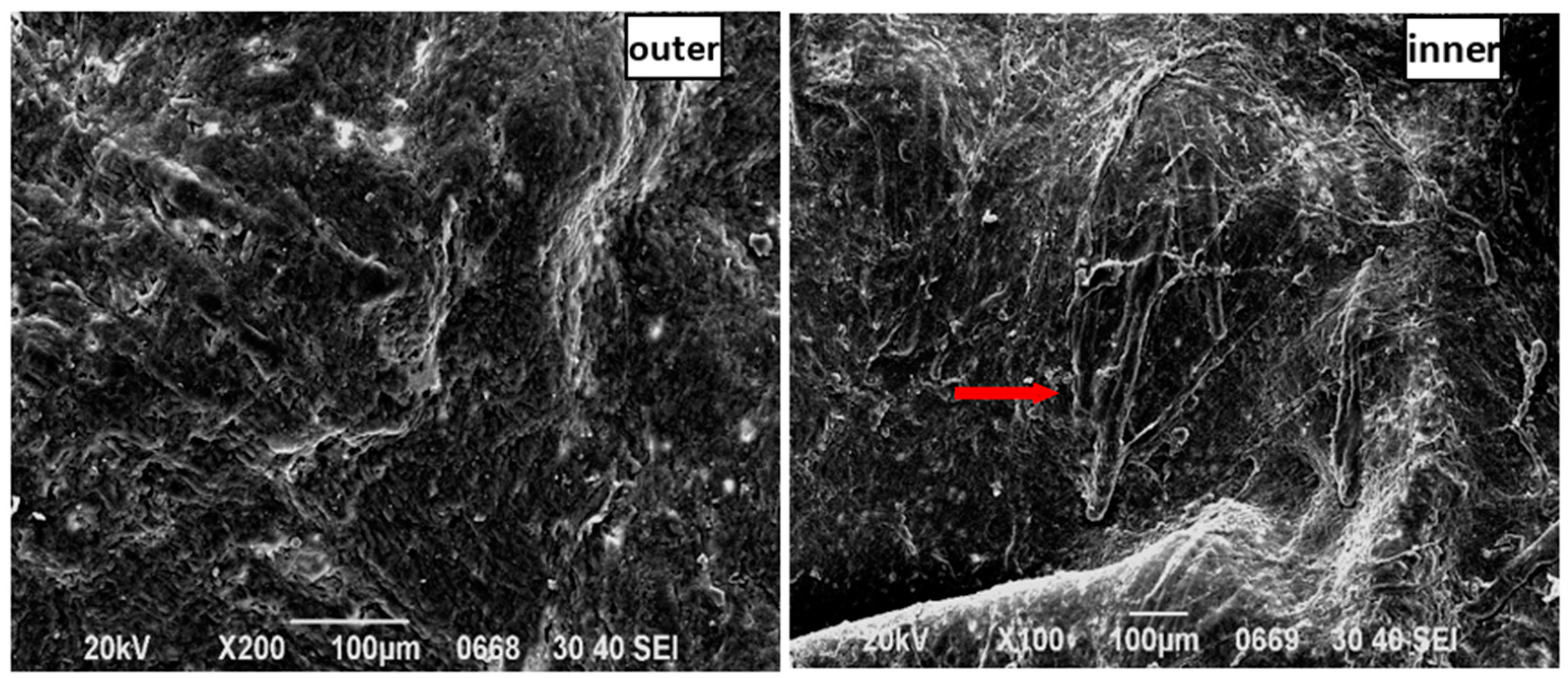 Molecules 22 00525 g012