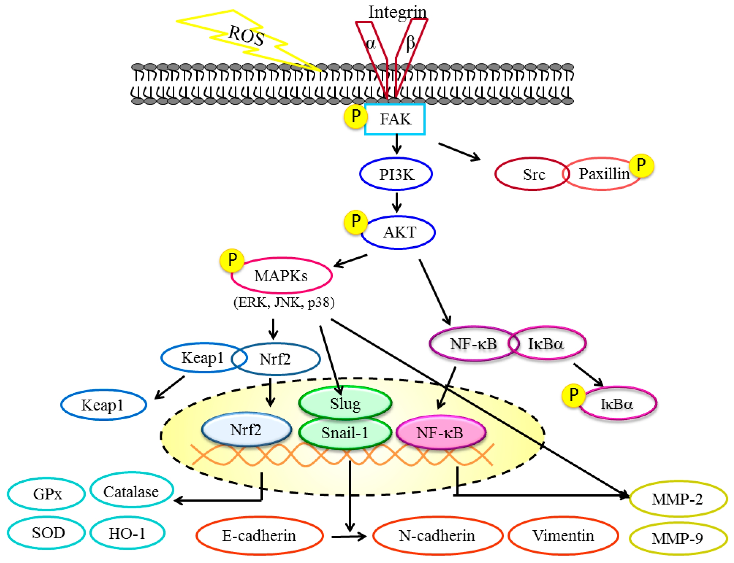 Molecules 22 00537 g006