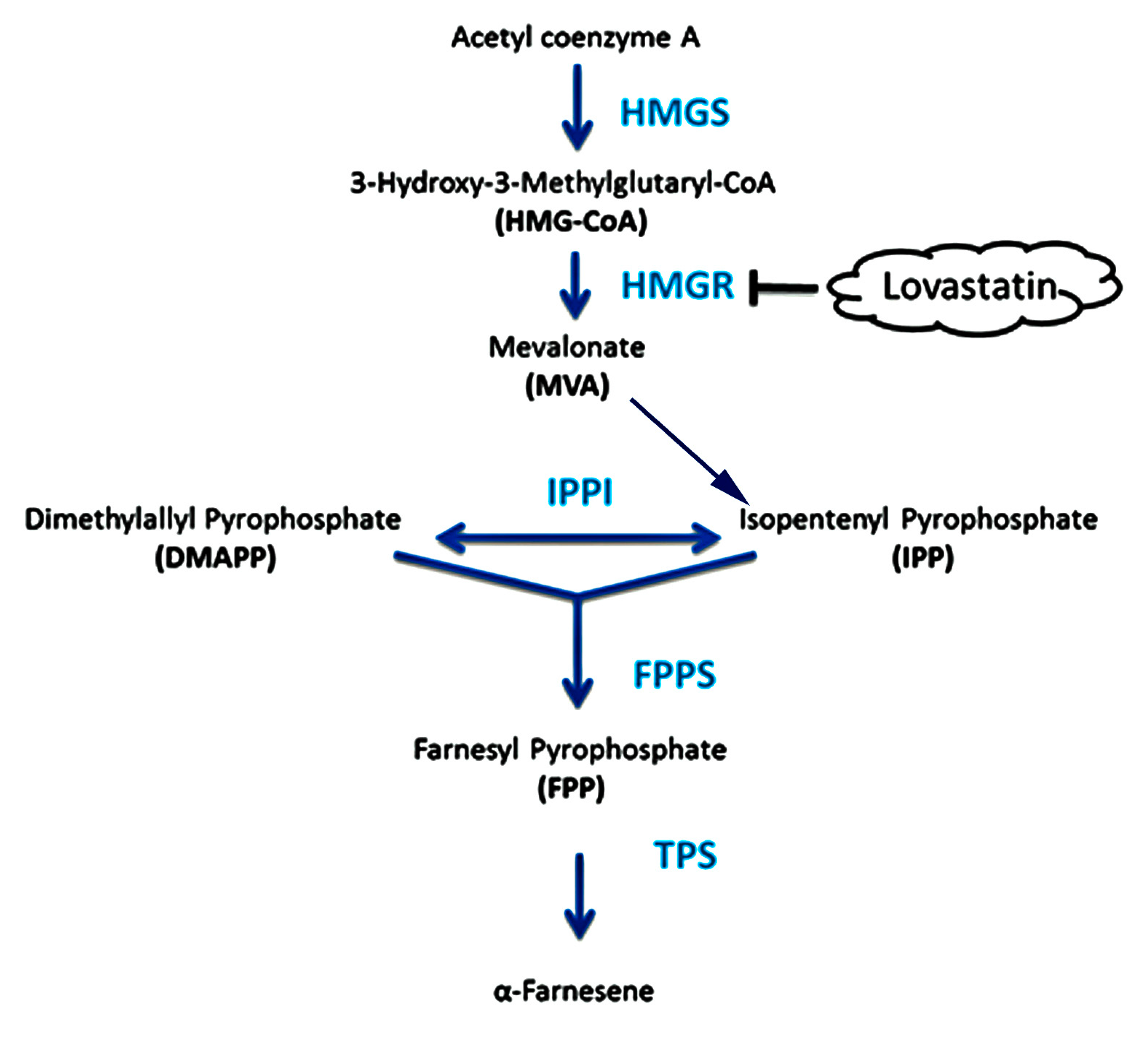 Molecules 22 00546 g002