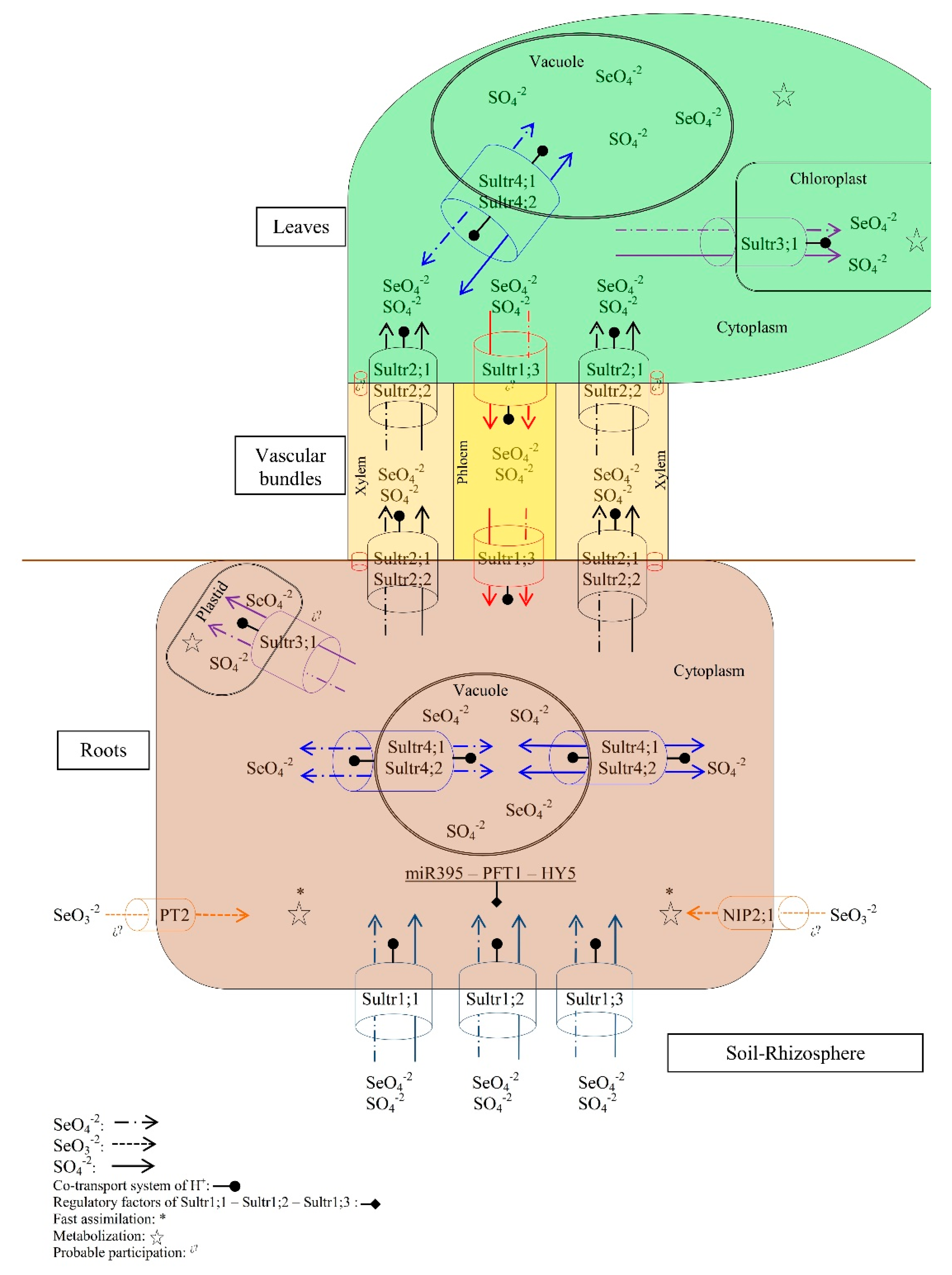 Molecules 22 00558 g001