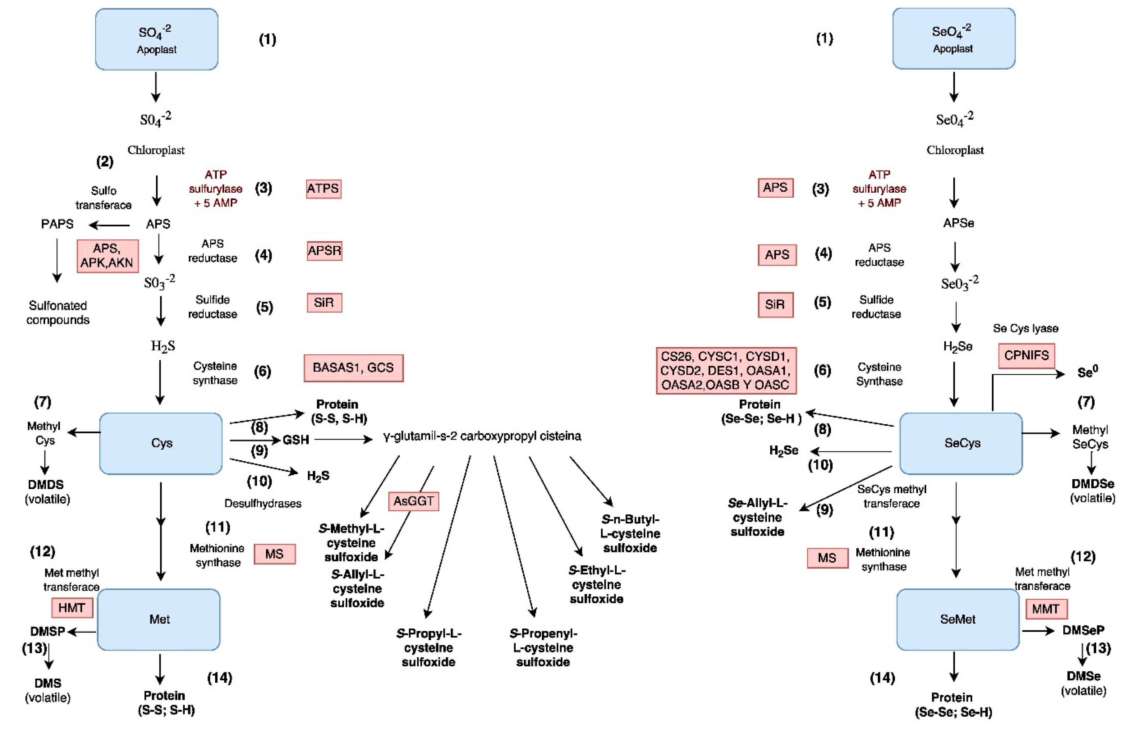 Molecules 22 00558 g002