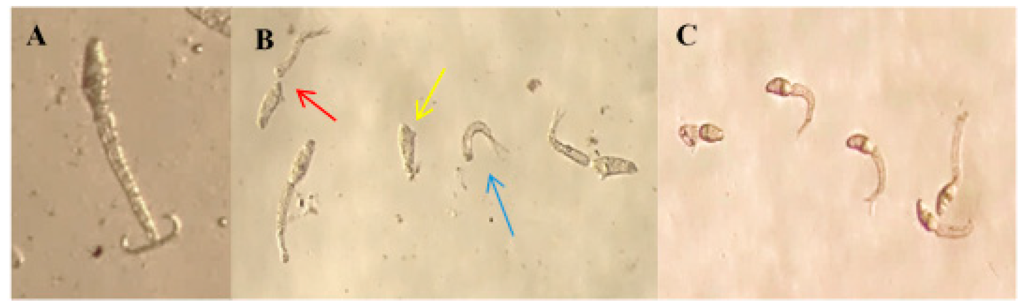 Molecules 22 00568 g004