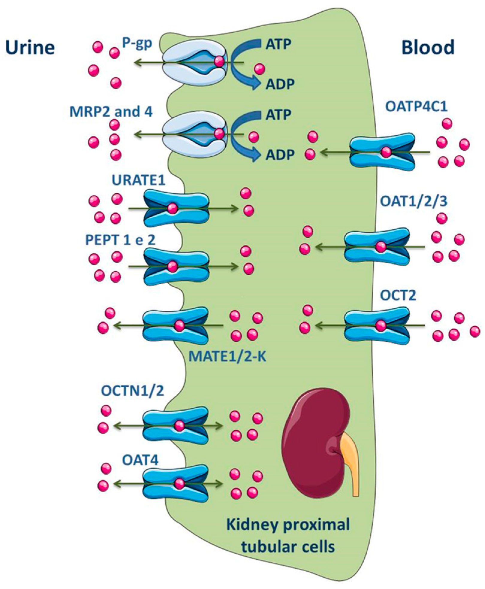 Molecules 22 00600 g006