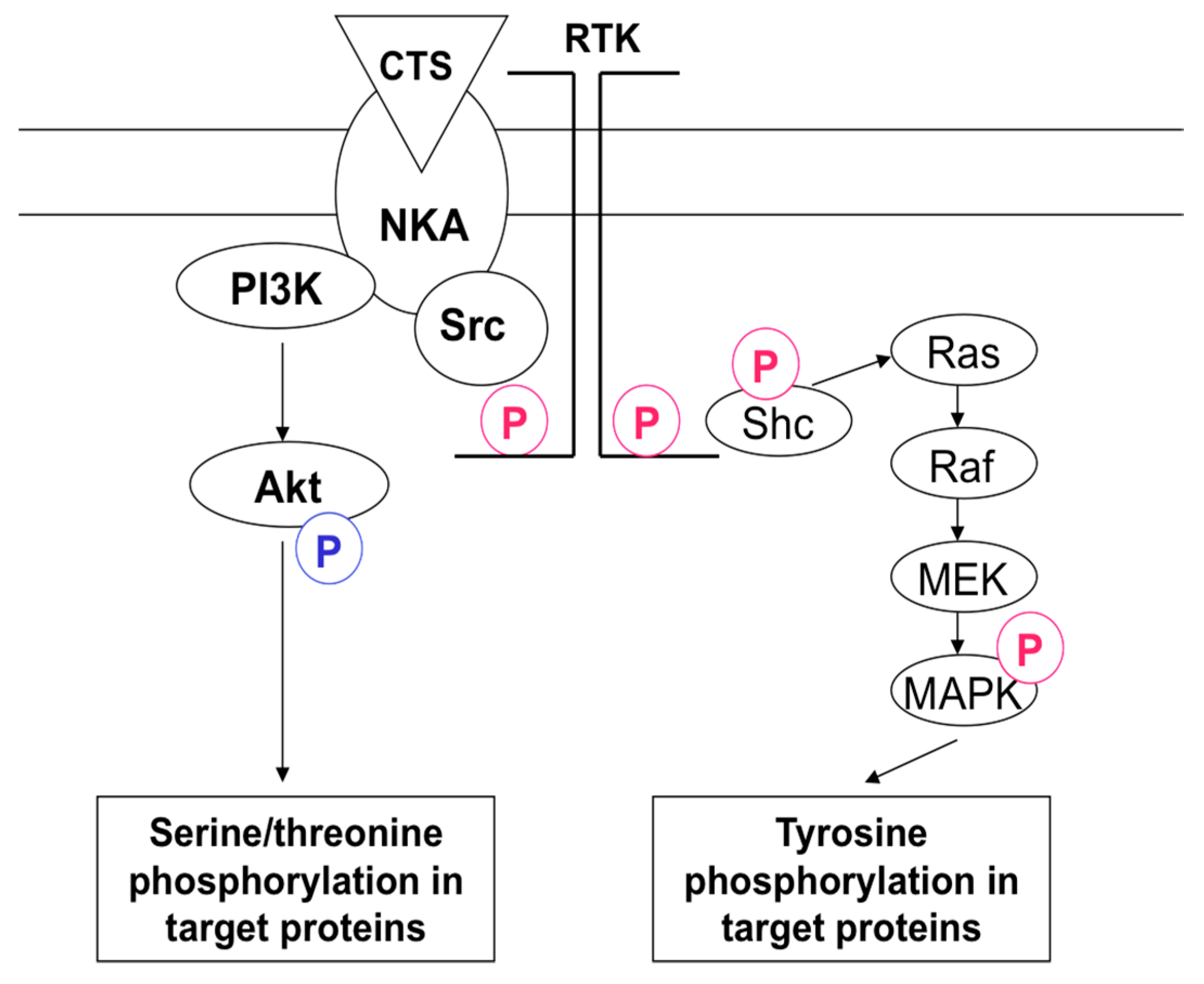 Molecules 22 00635 g007