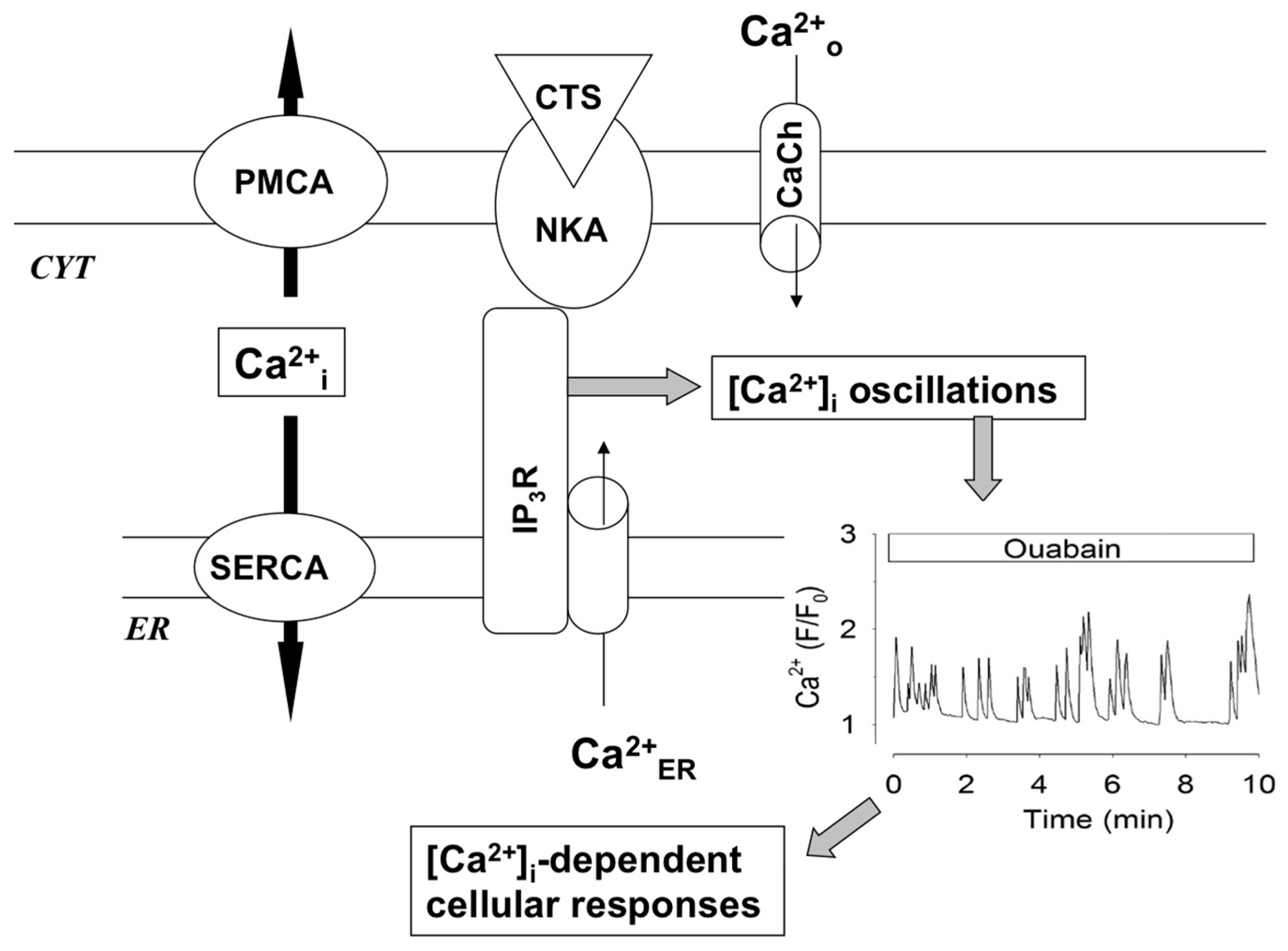 Molecules 22 00635 g008