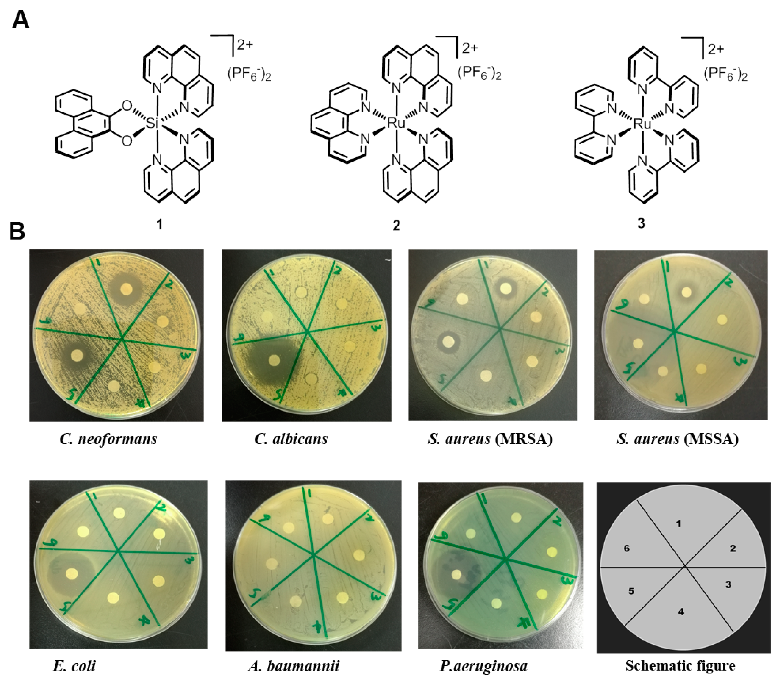 Molecules 22 00637 g001