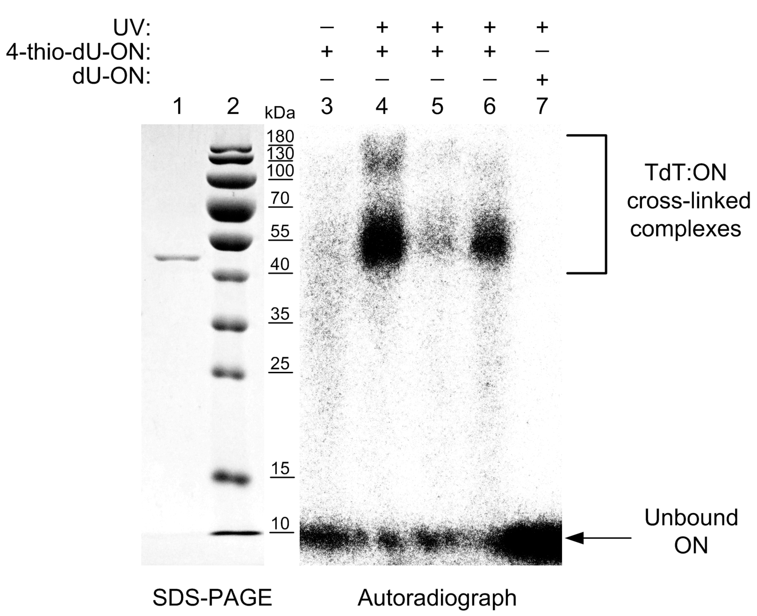 Molecules 22 00672 g003