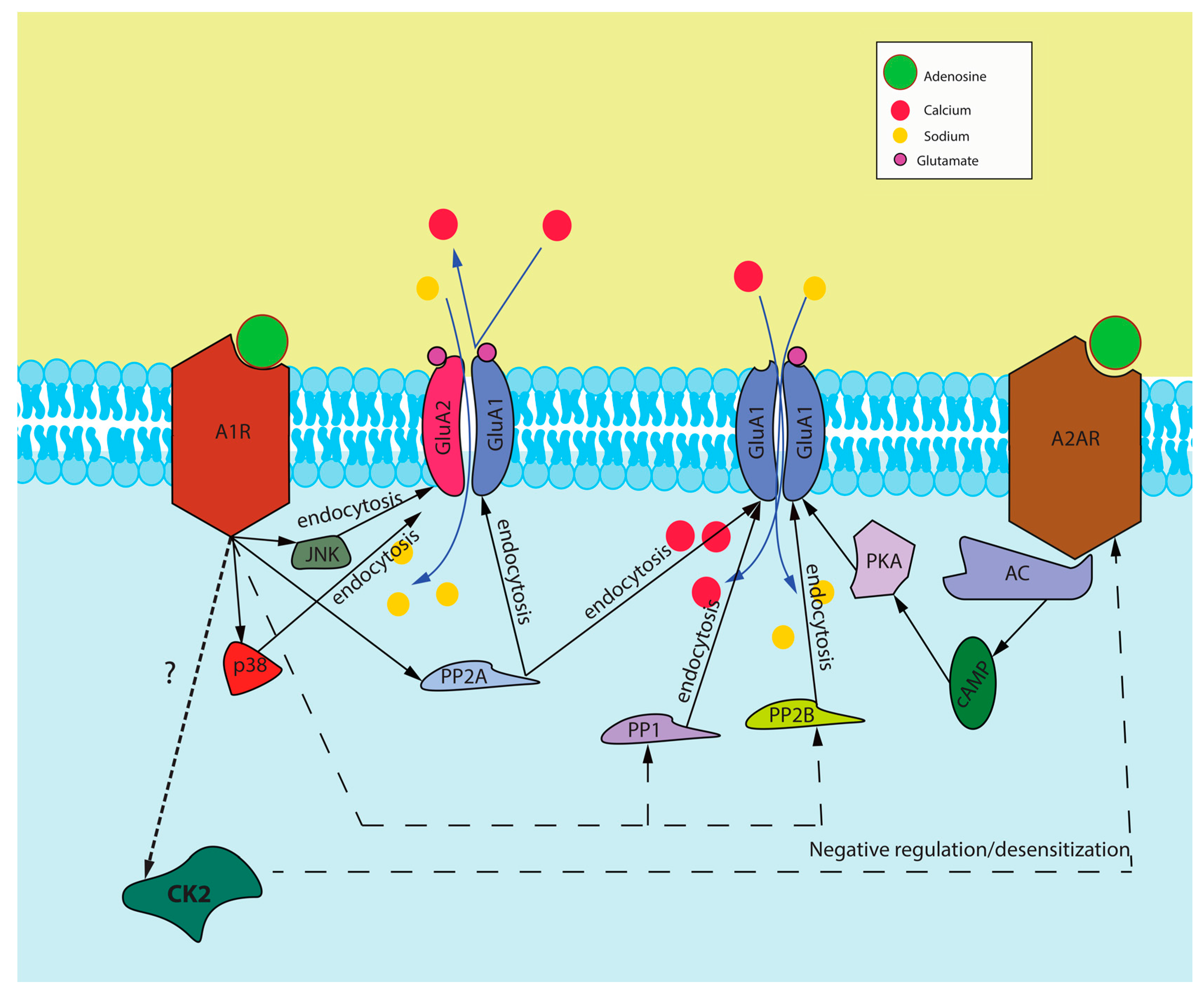 Molecules 22 00676 g002