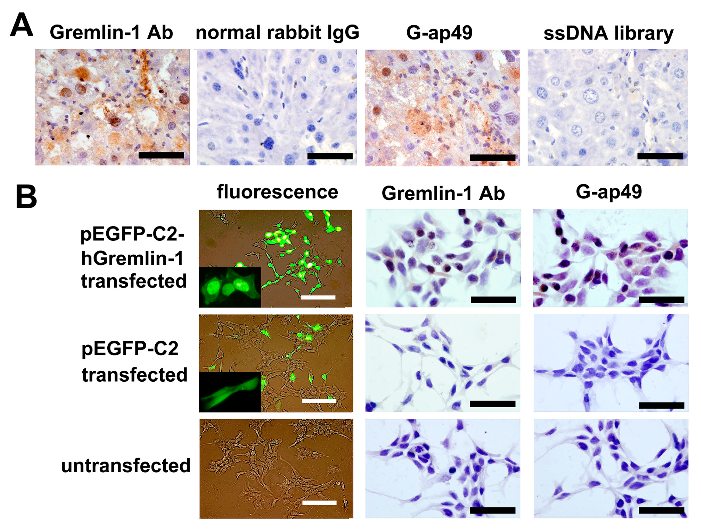 Molecules 22 00706 g003