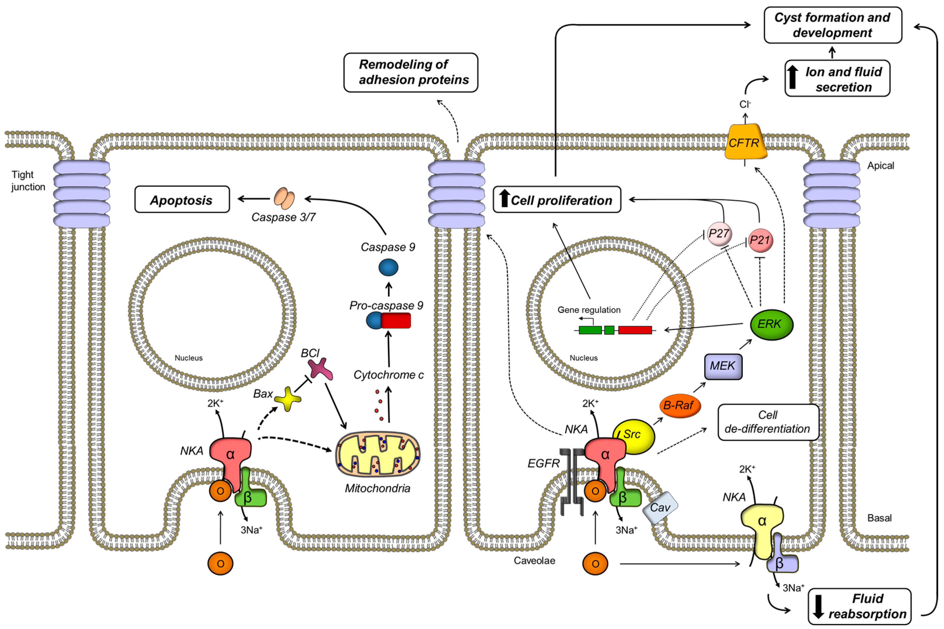 Molecules 22 00729 g001