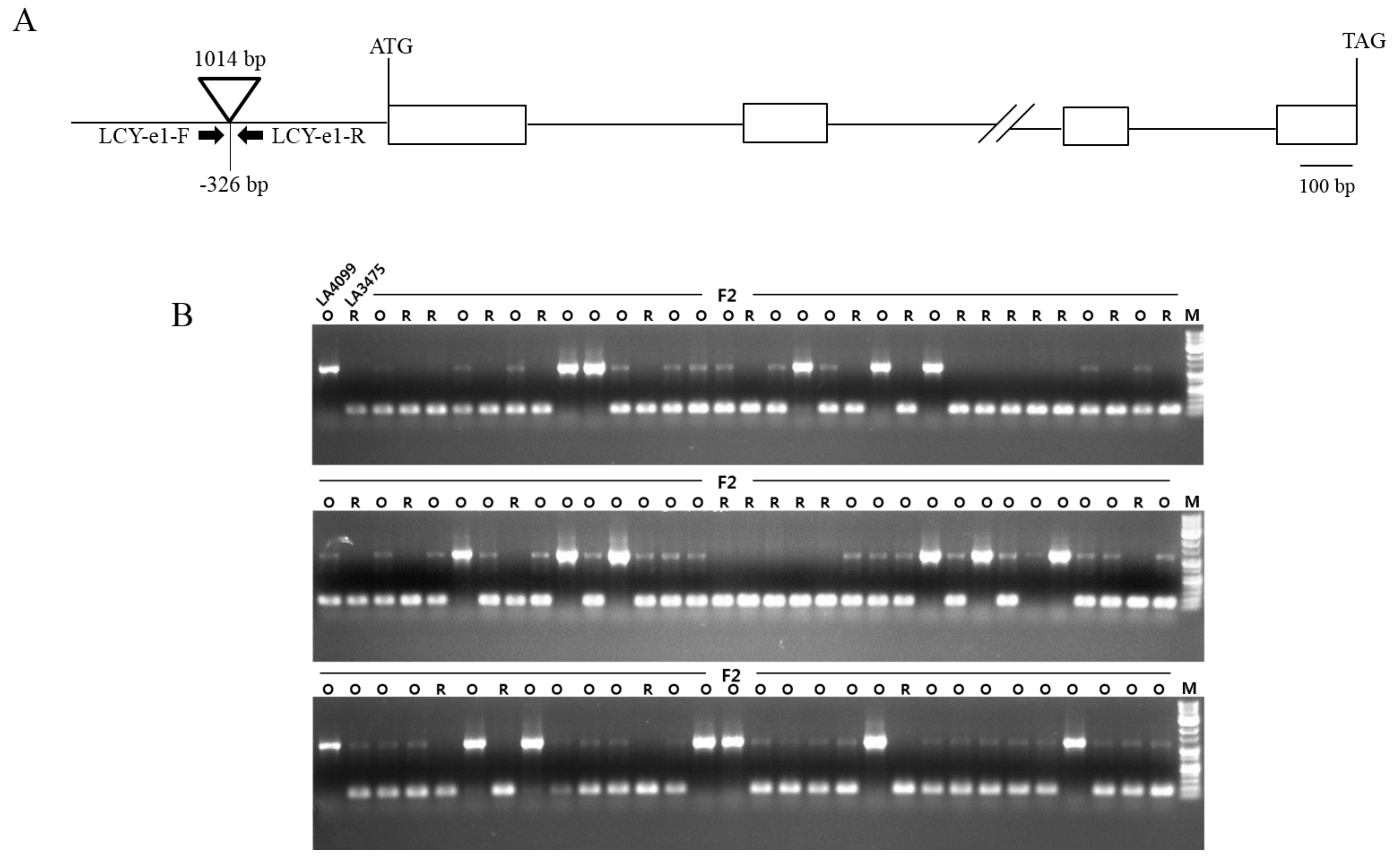 Molecules 22 00764 g003