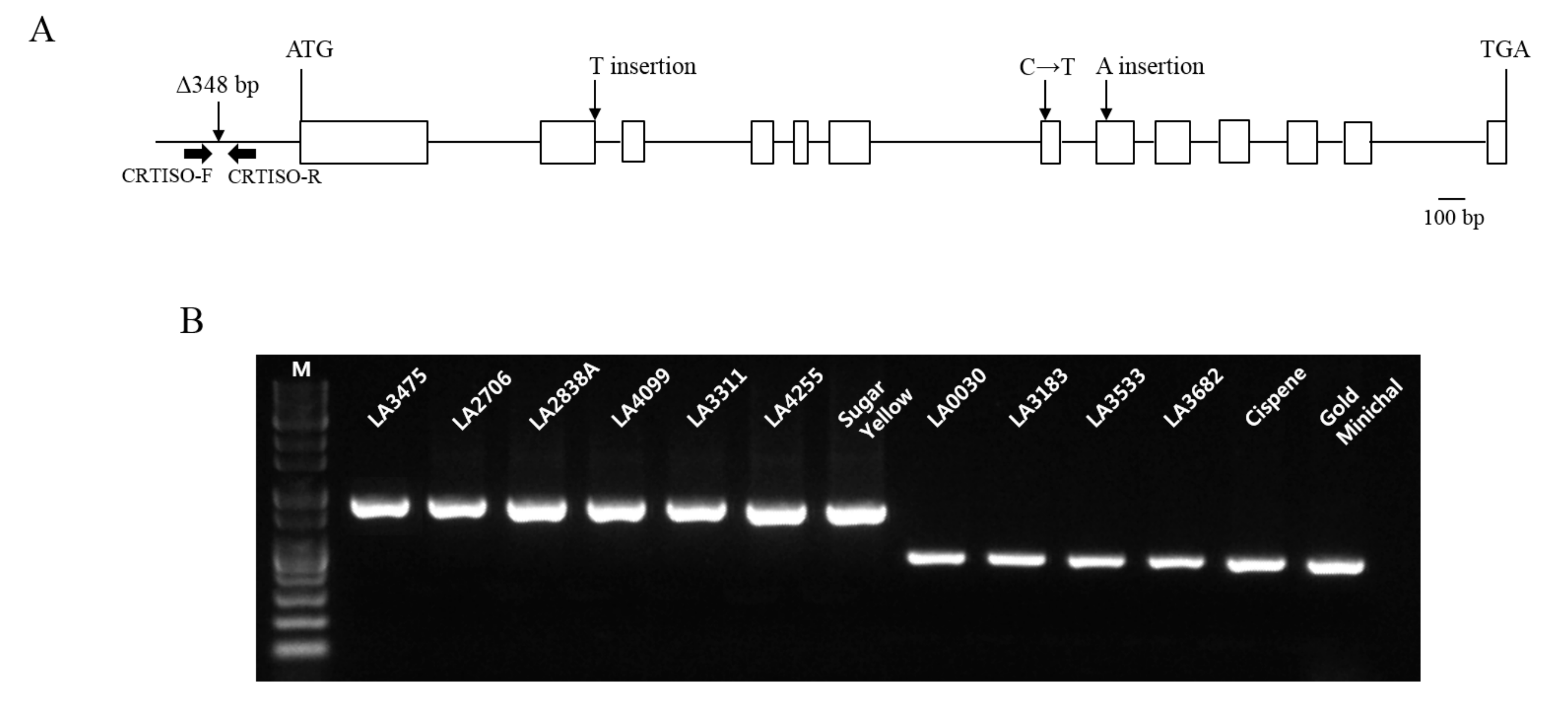 Molecules 22 00764 g004