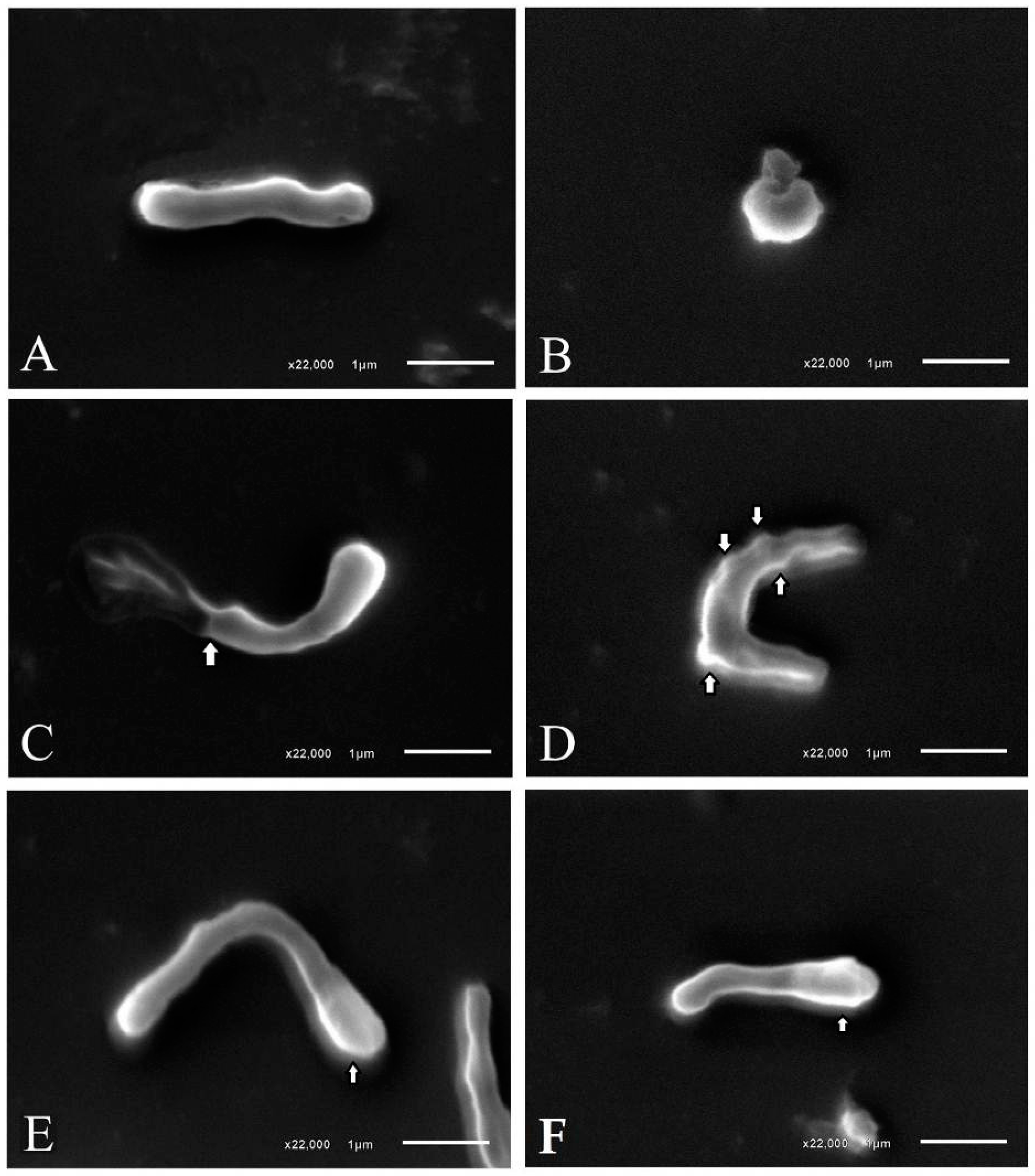 Molecules 22 00786 g002