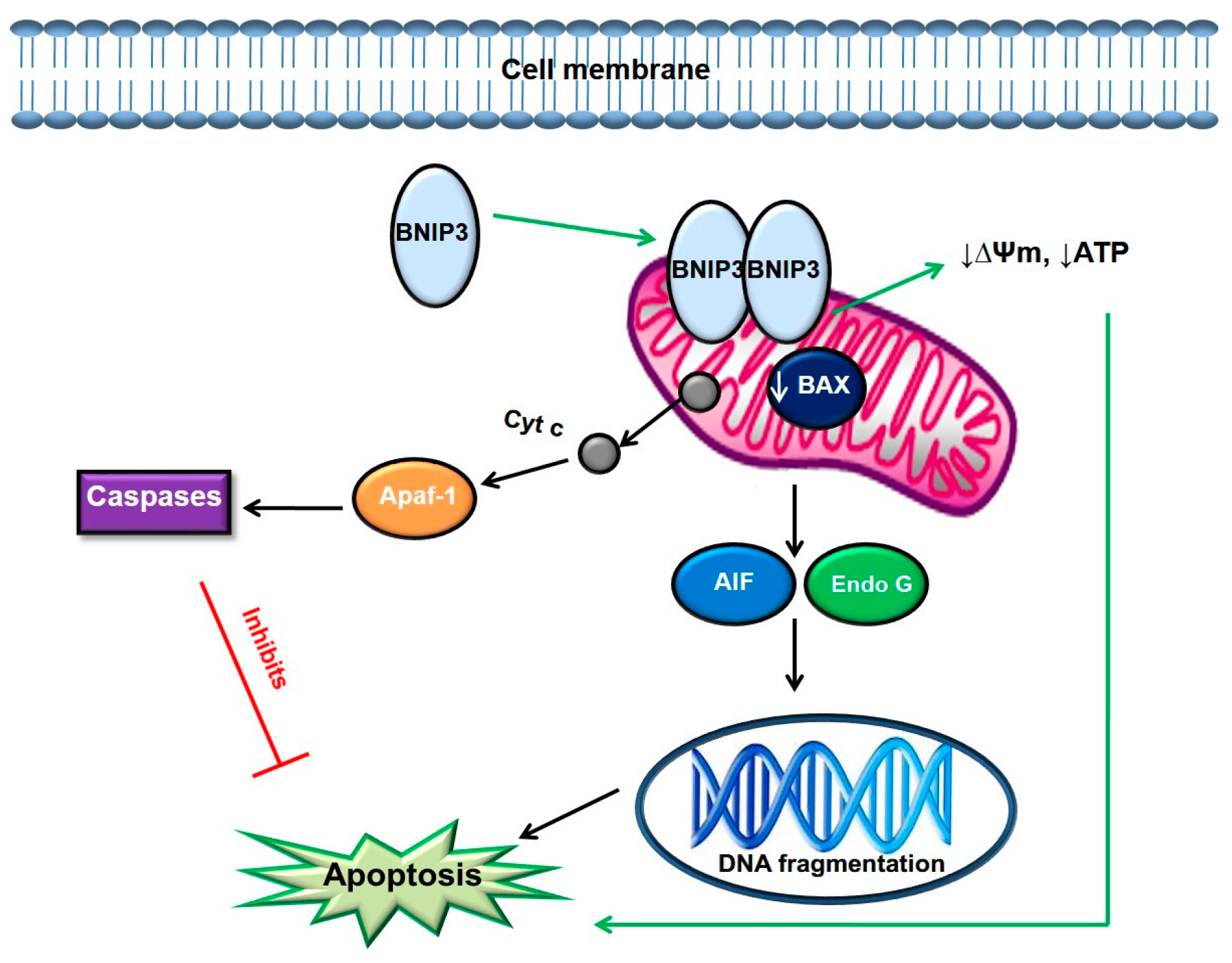 Molecules 22 00791 g003