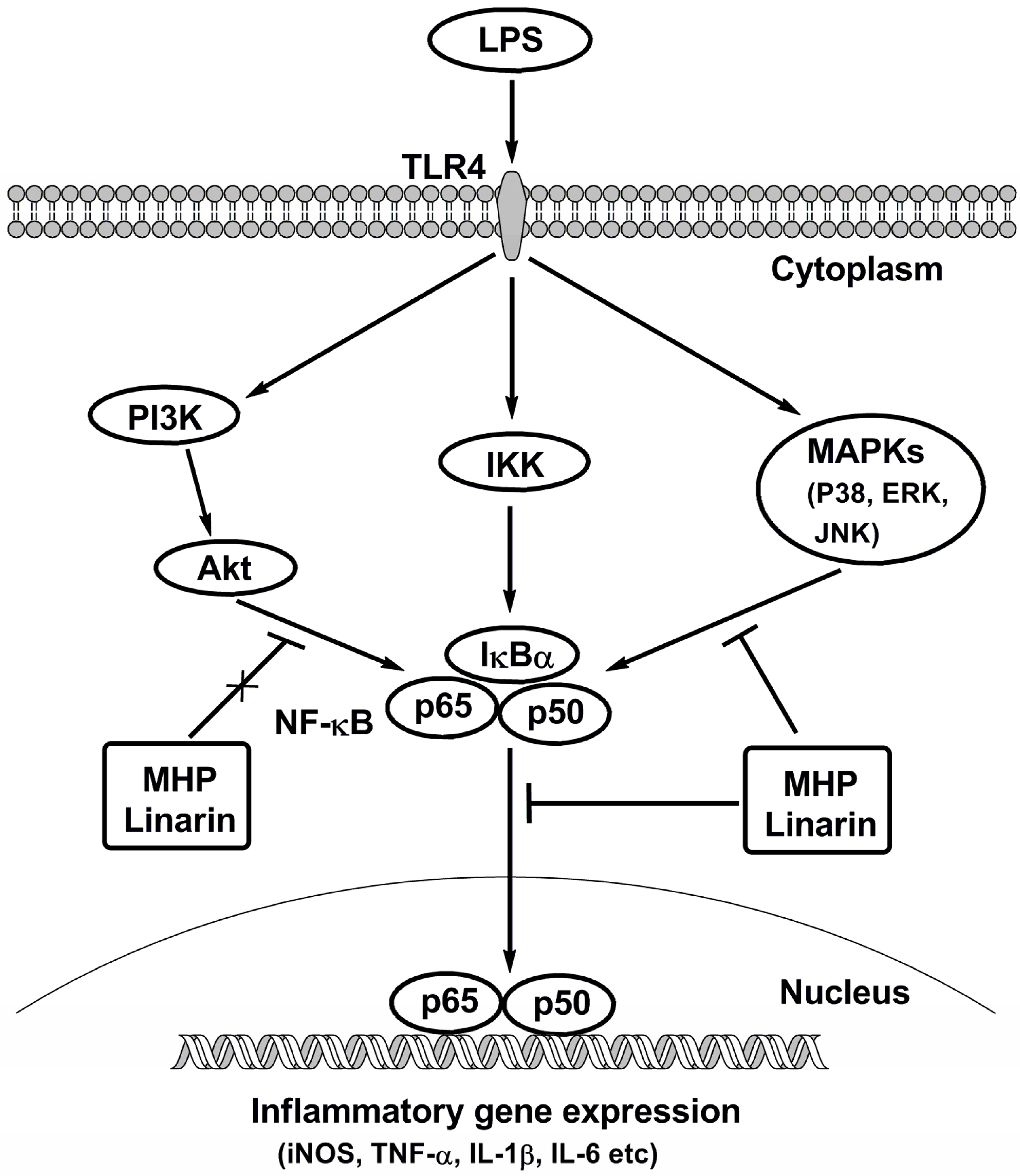 Molecules 22 00811 g009