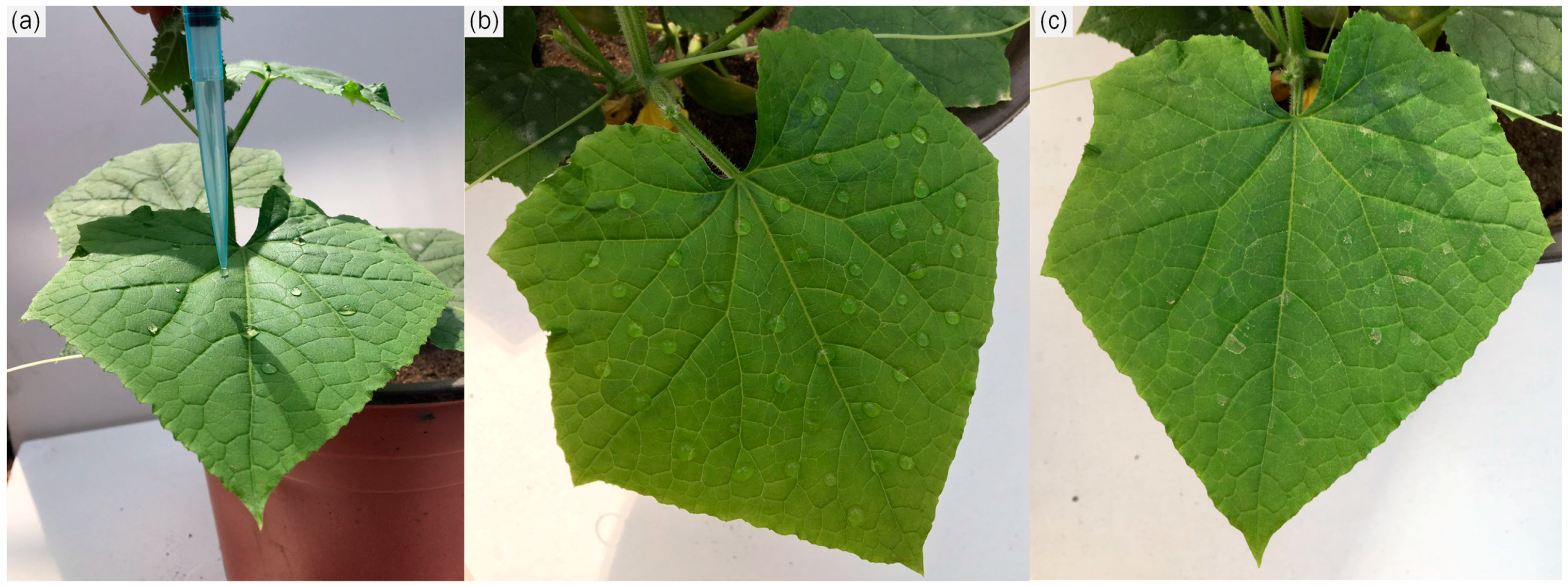 Molecules 22 00817 g006