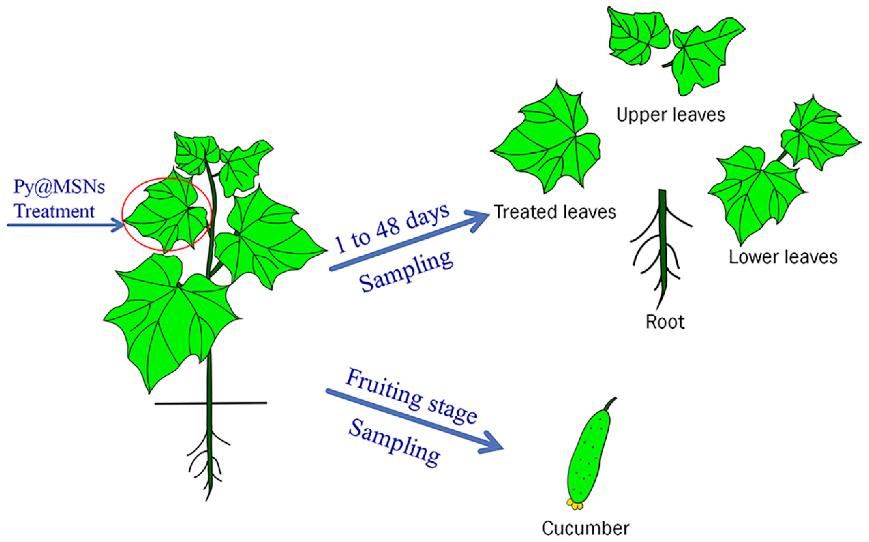 Molecules 22 00817 g007