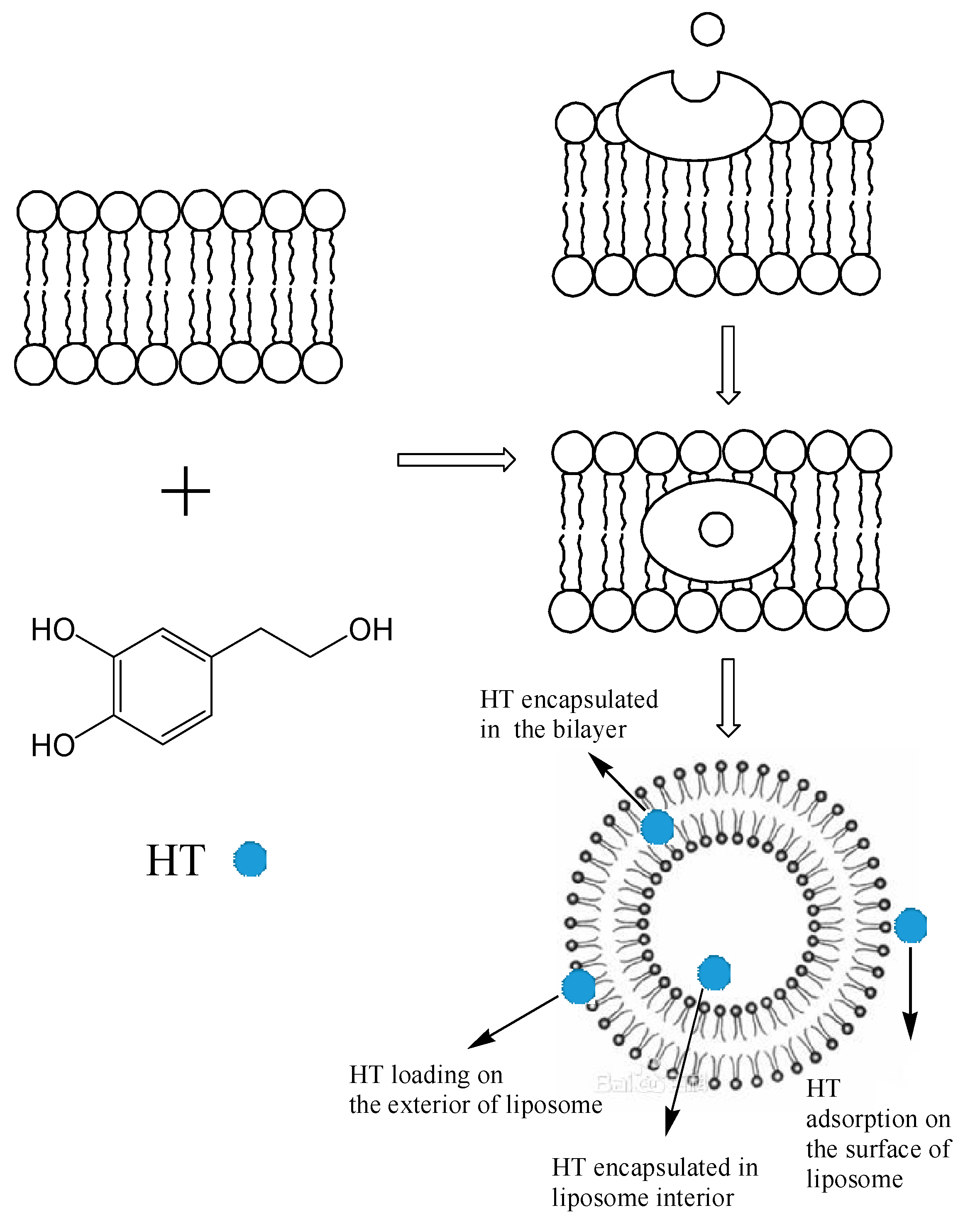 Molecules 22 00870 g006
