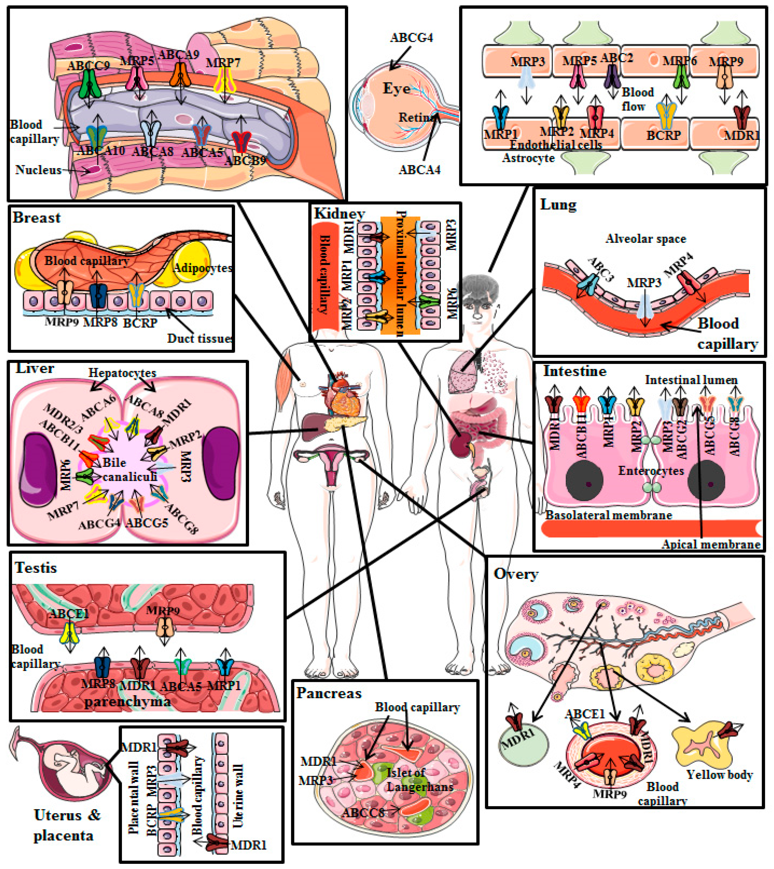 Molecules 22 00871 g002