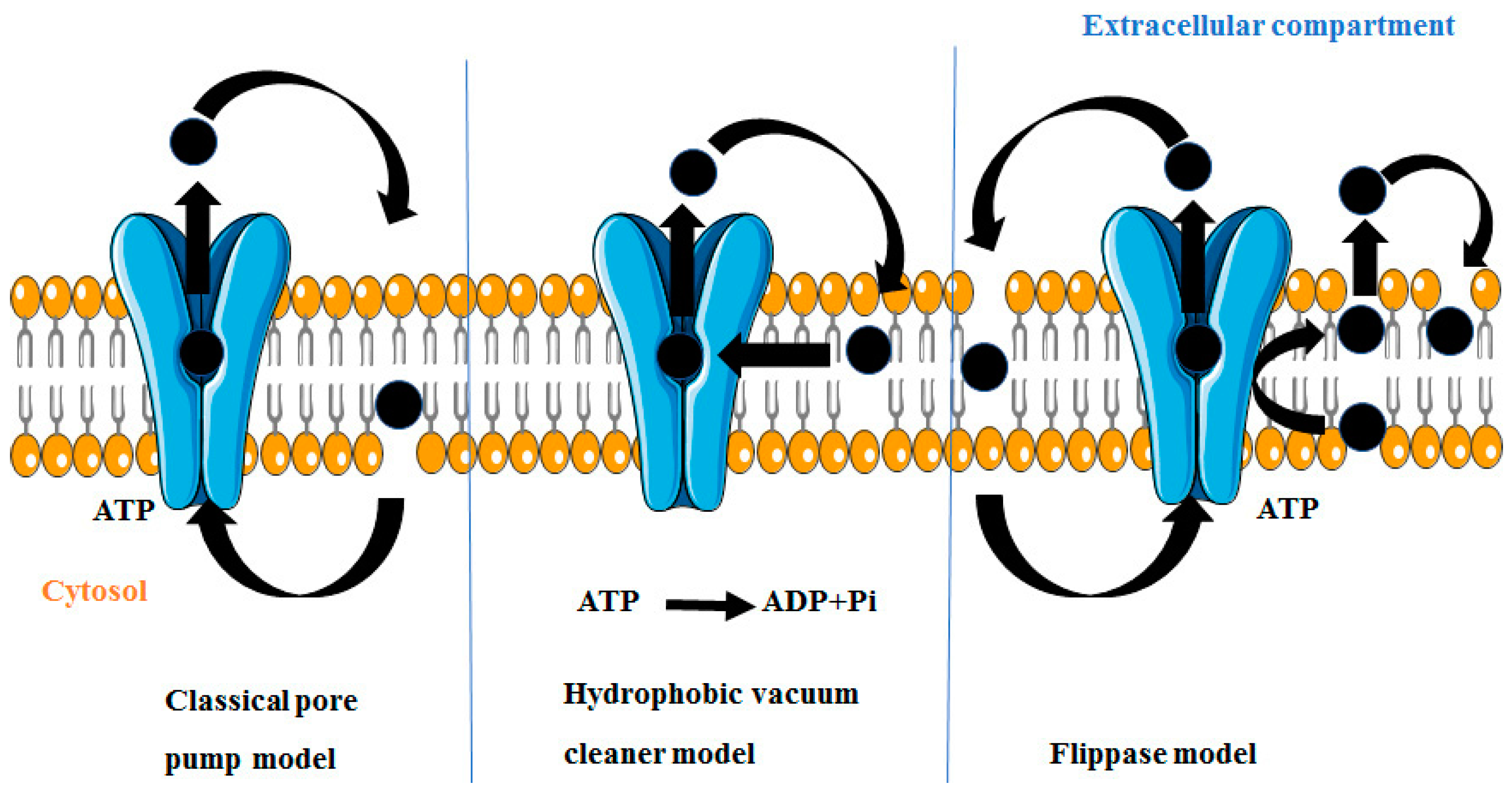 Molecules 22 00871 g005