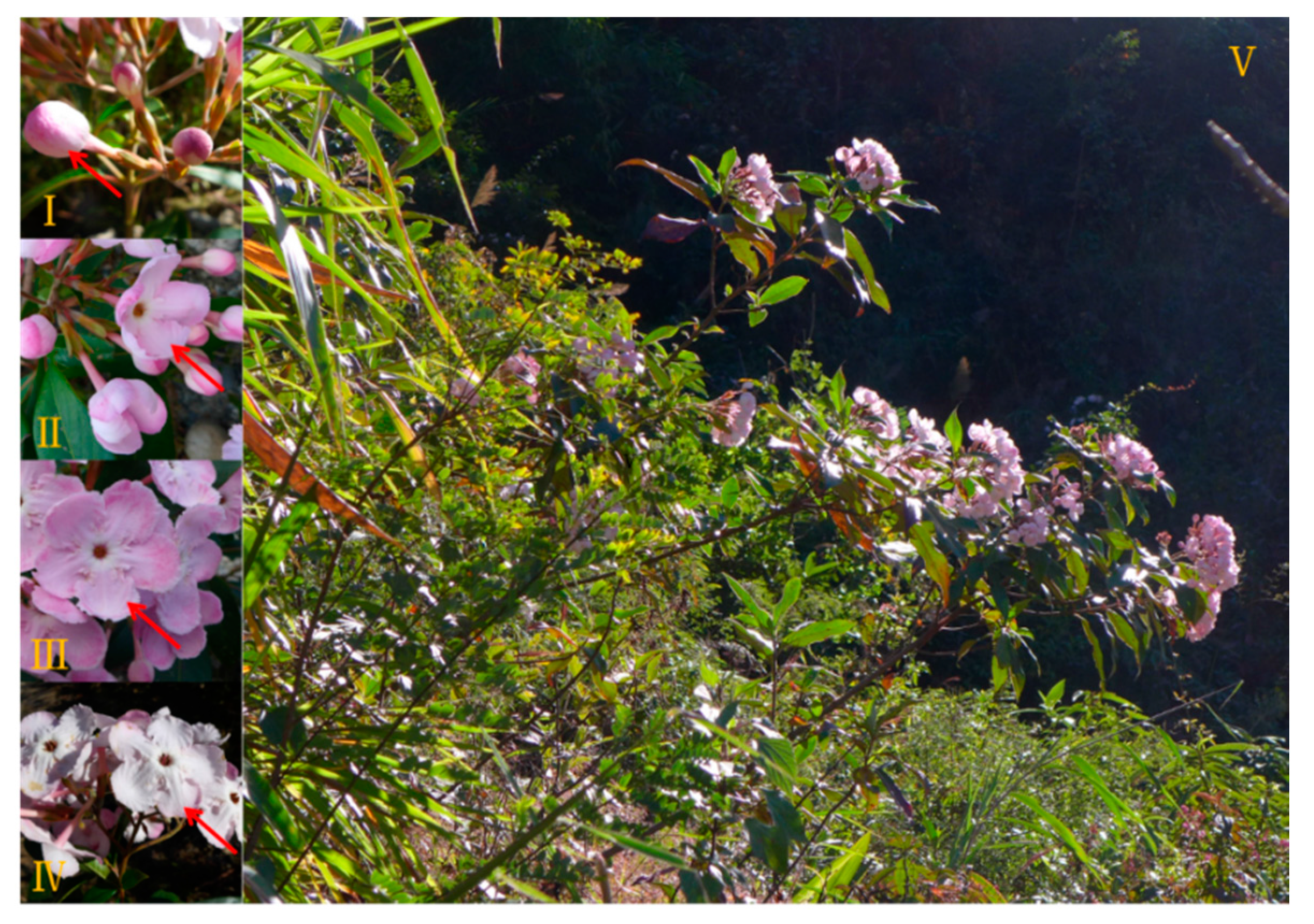 Molecules 22 00879 g001