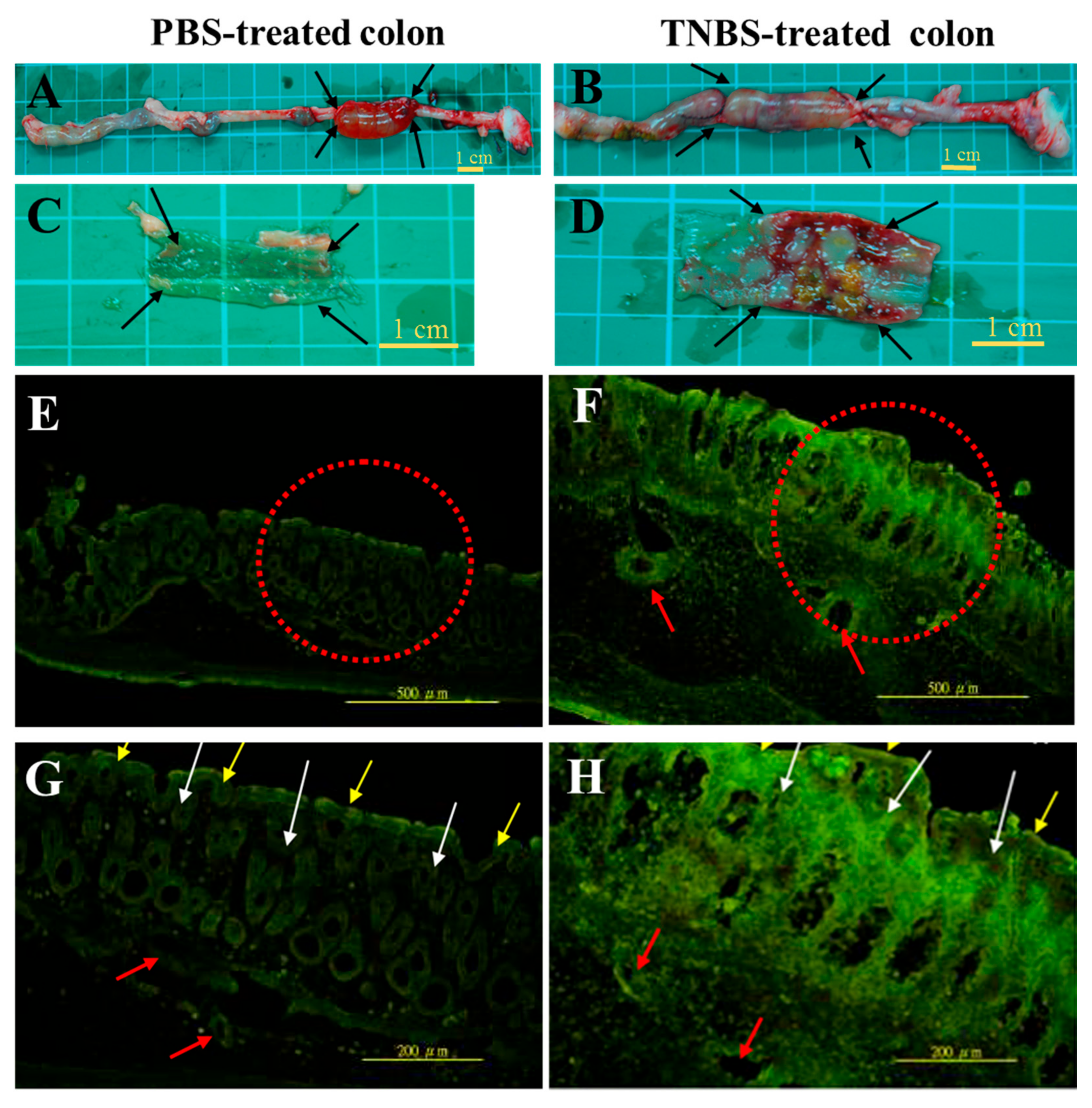 Molecules 22 00904 g002