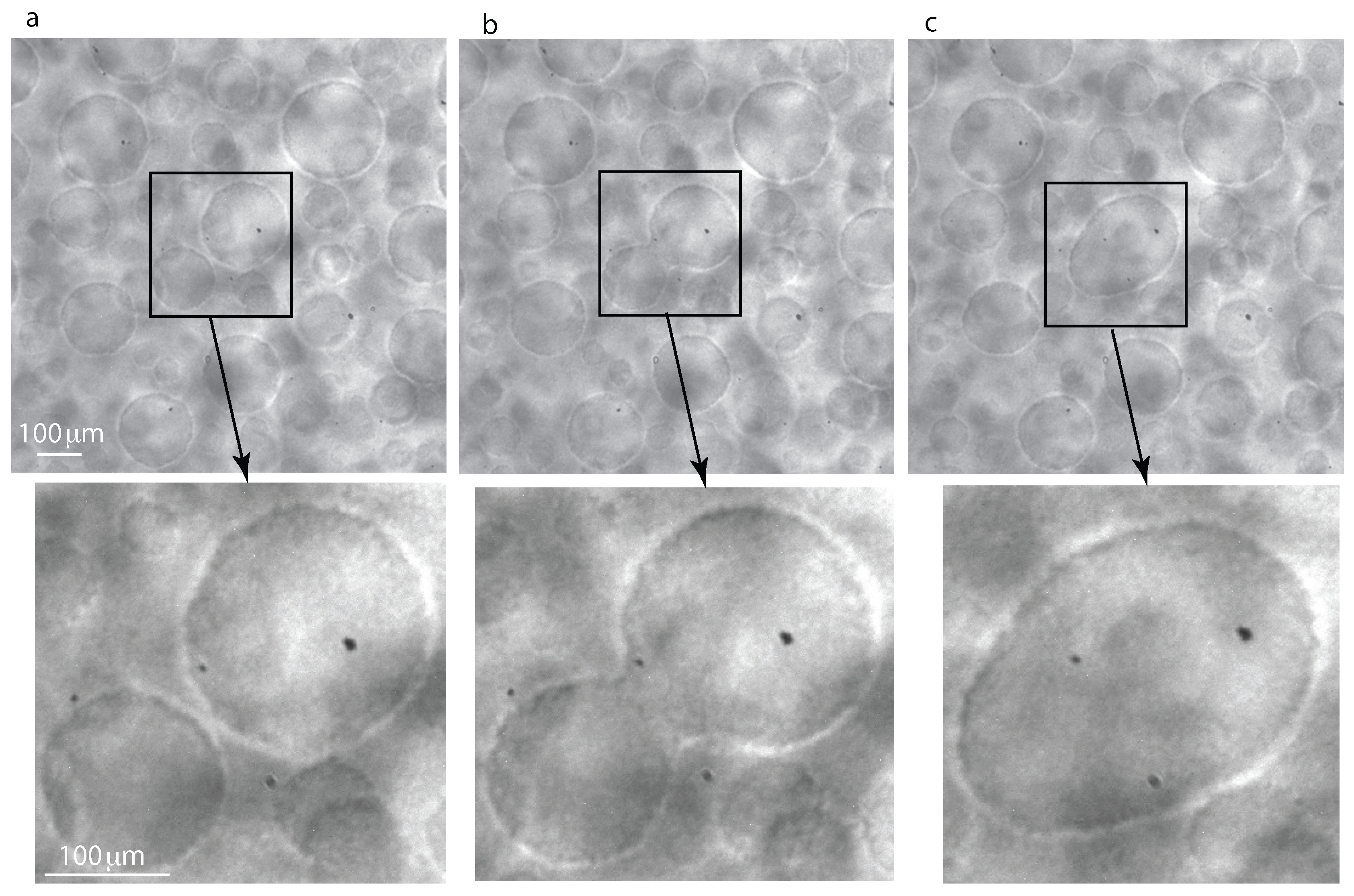 Molecules 22 00947 g006