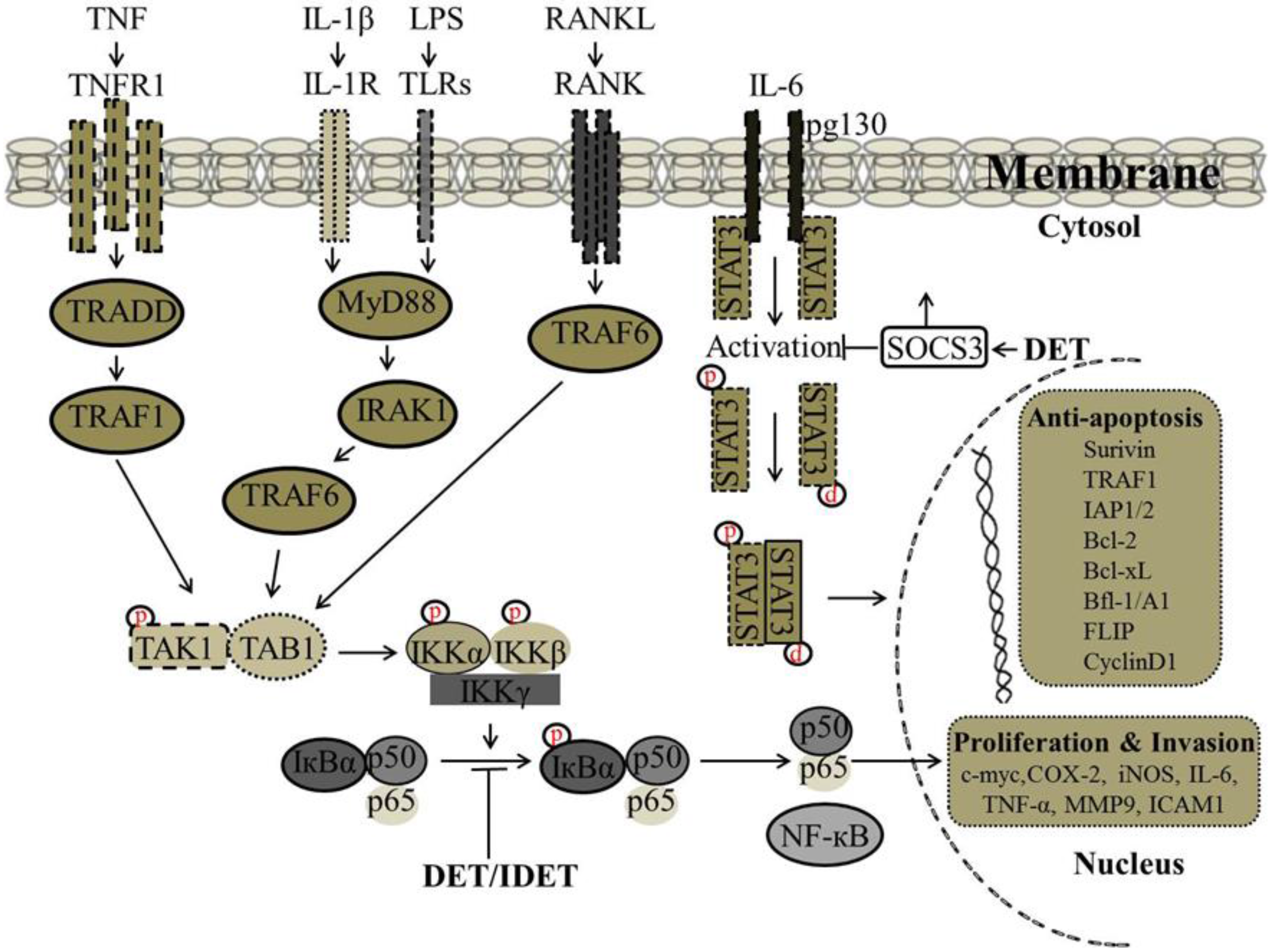 Molecules 22 01013 g004
