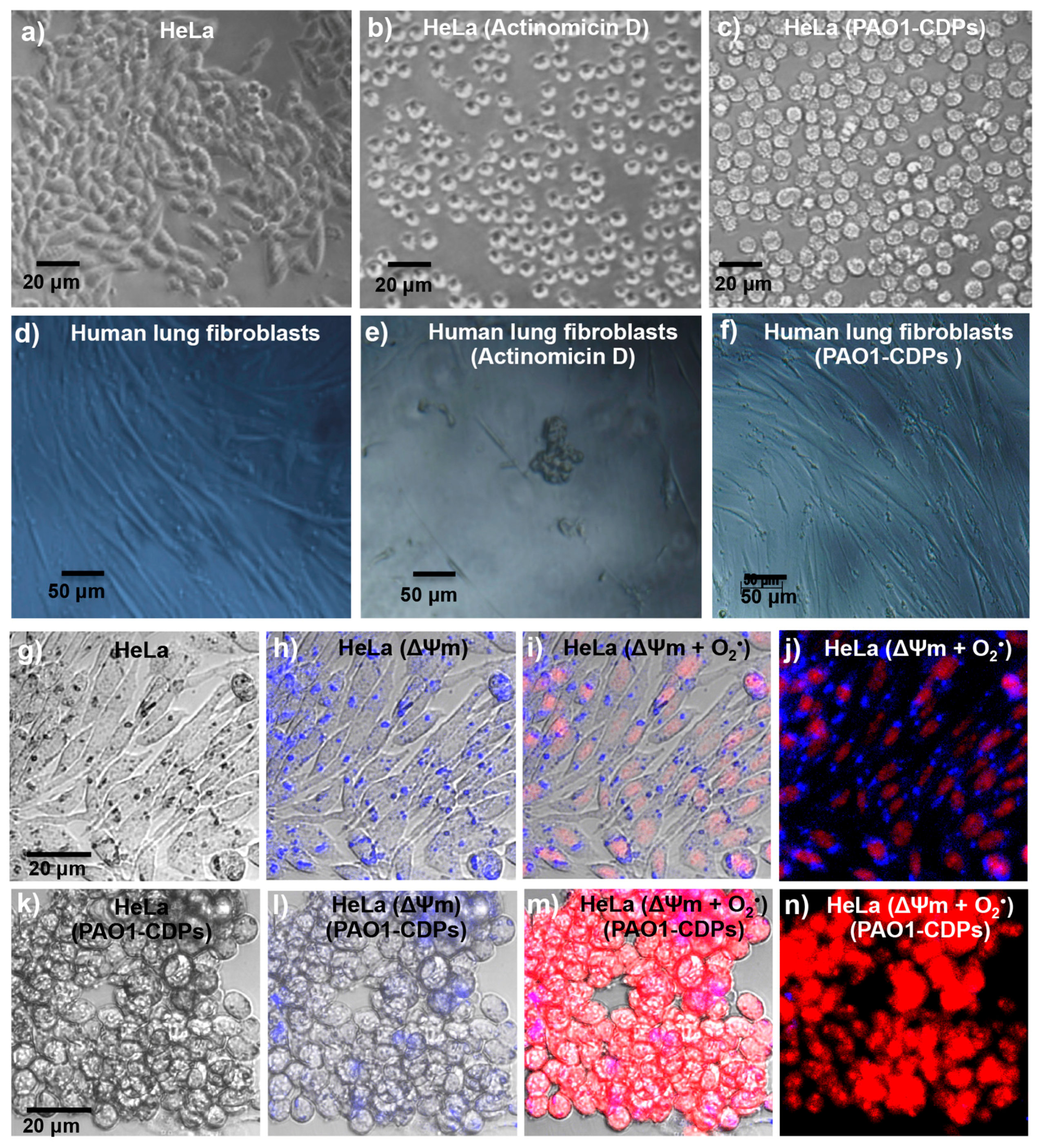 Molecules 22 01024 g002