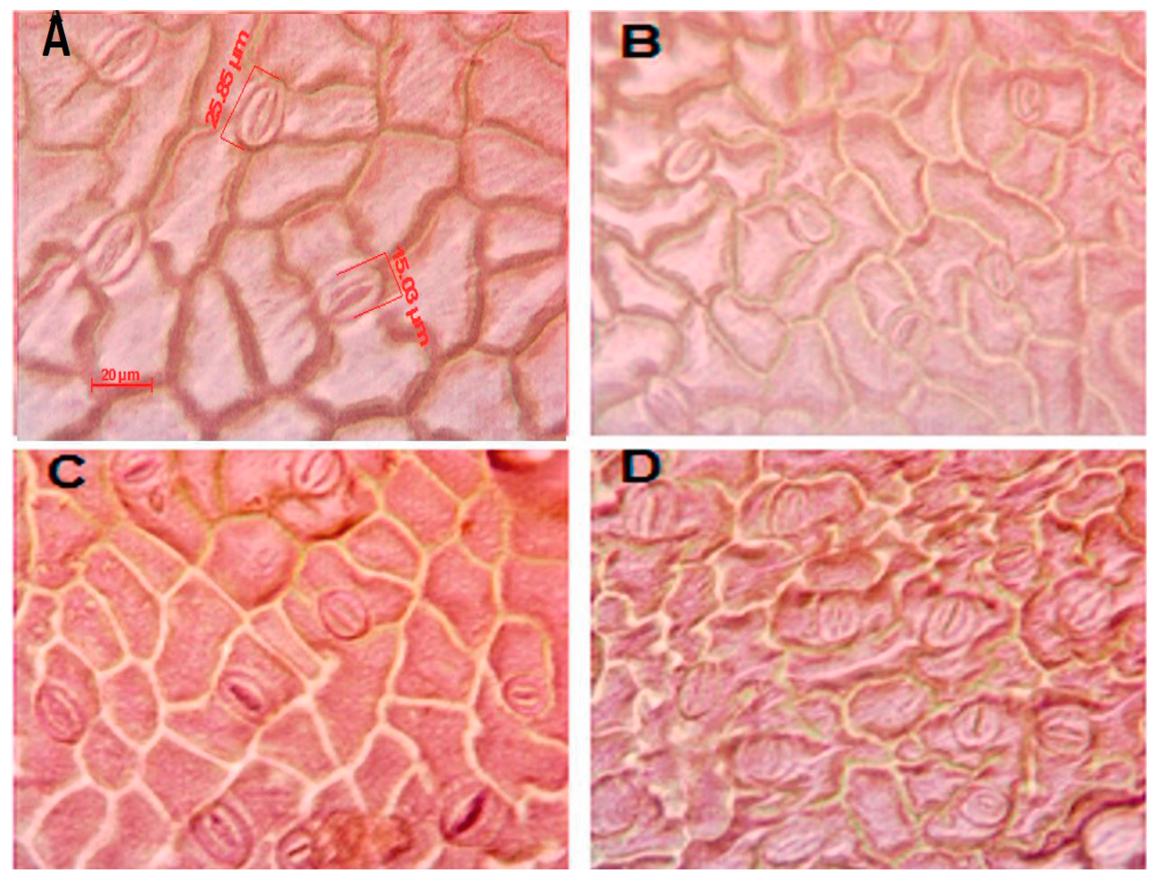 Molecules 22 01031 g001