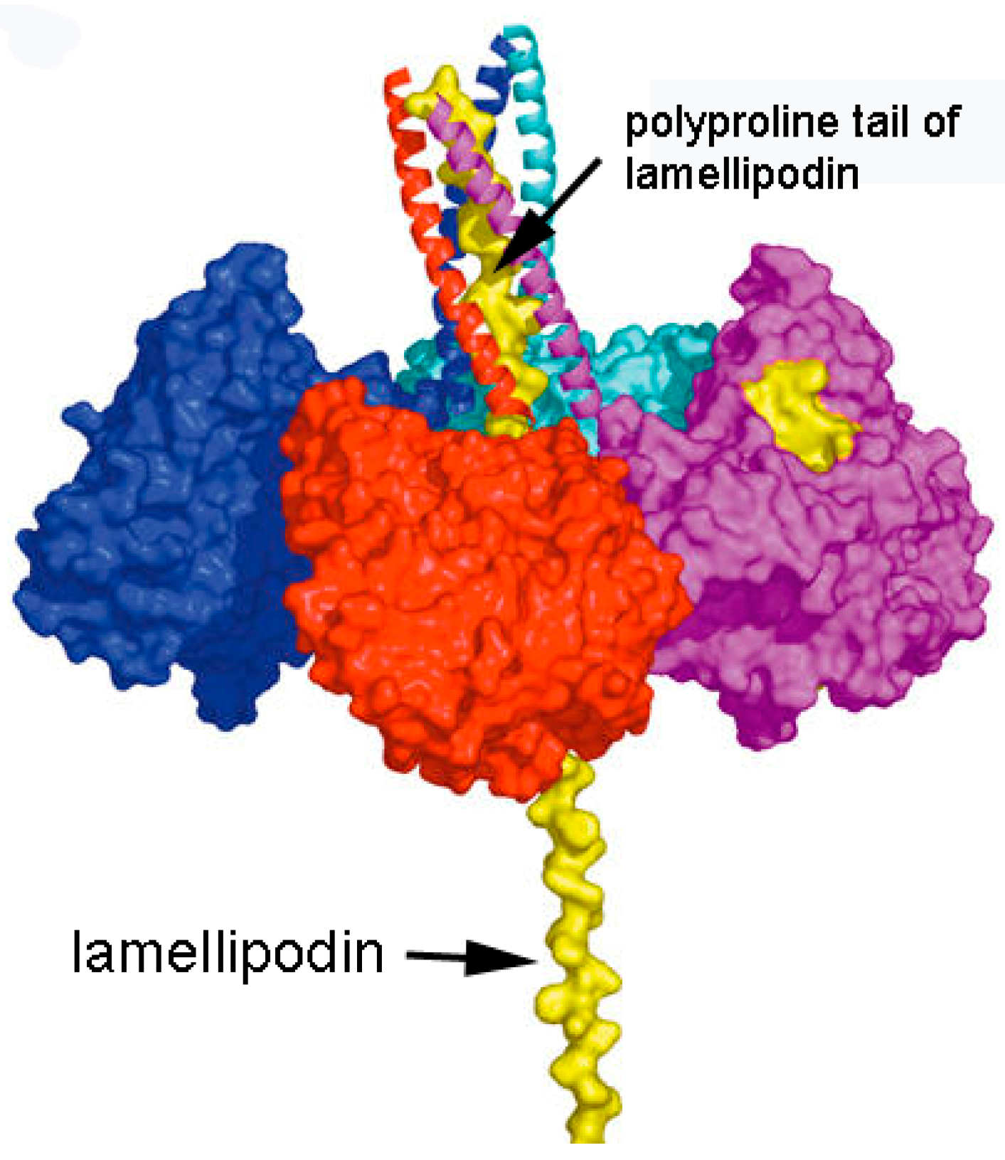 Molecules 22 01083 g005