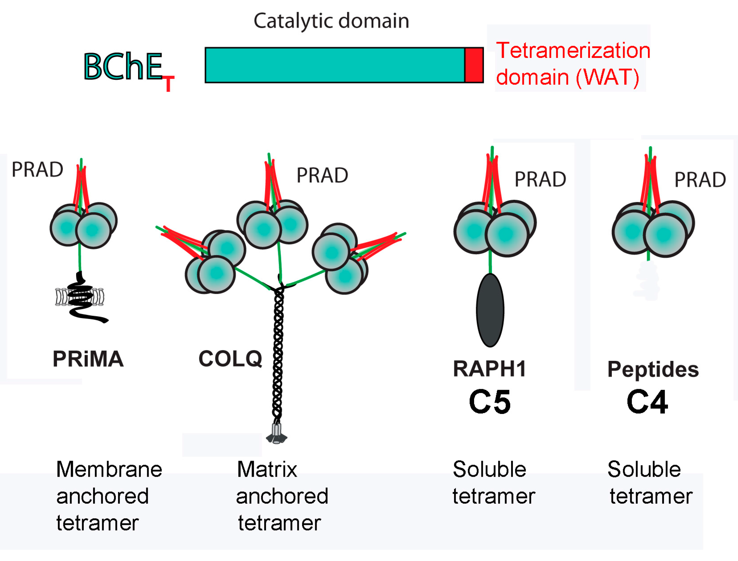 Molecules 22 01083 g007