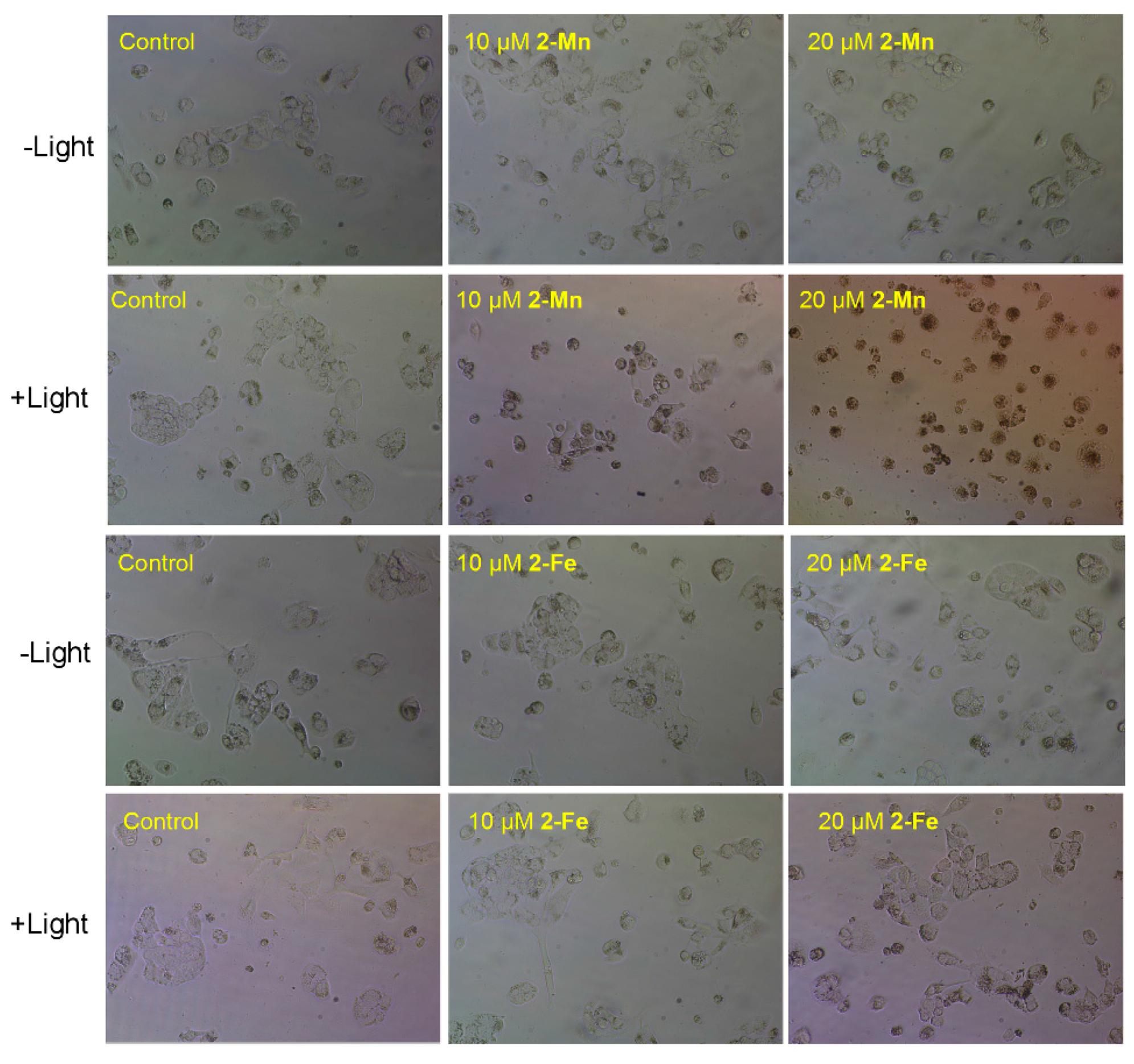Molecules 22 01084 g010