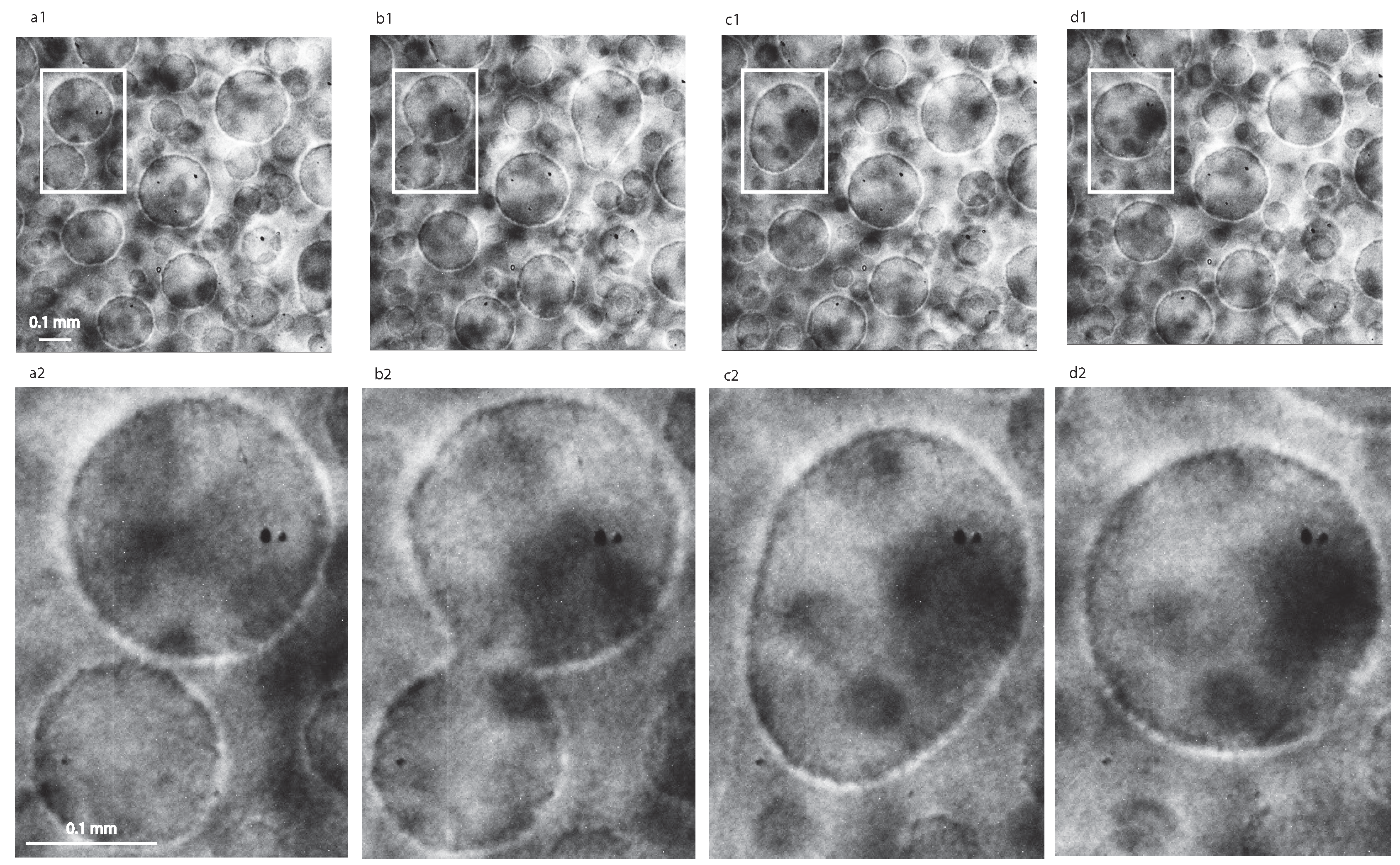 Molecules 22 01125 g002