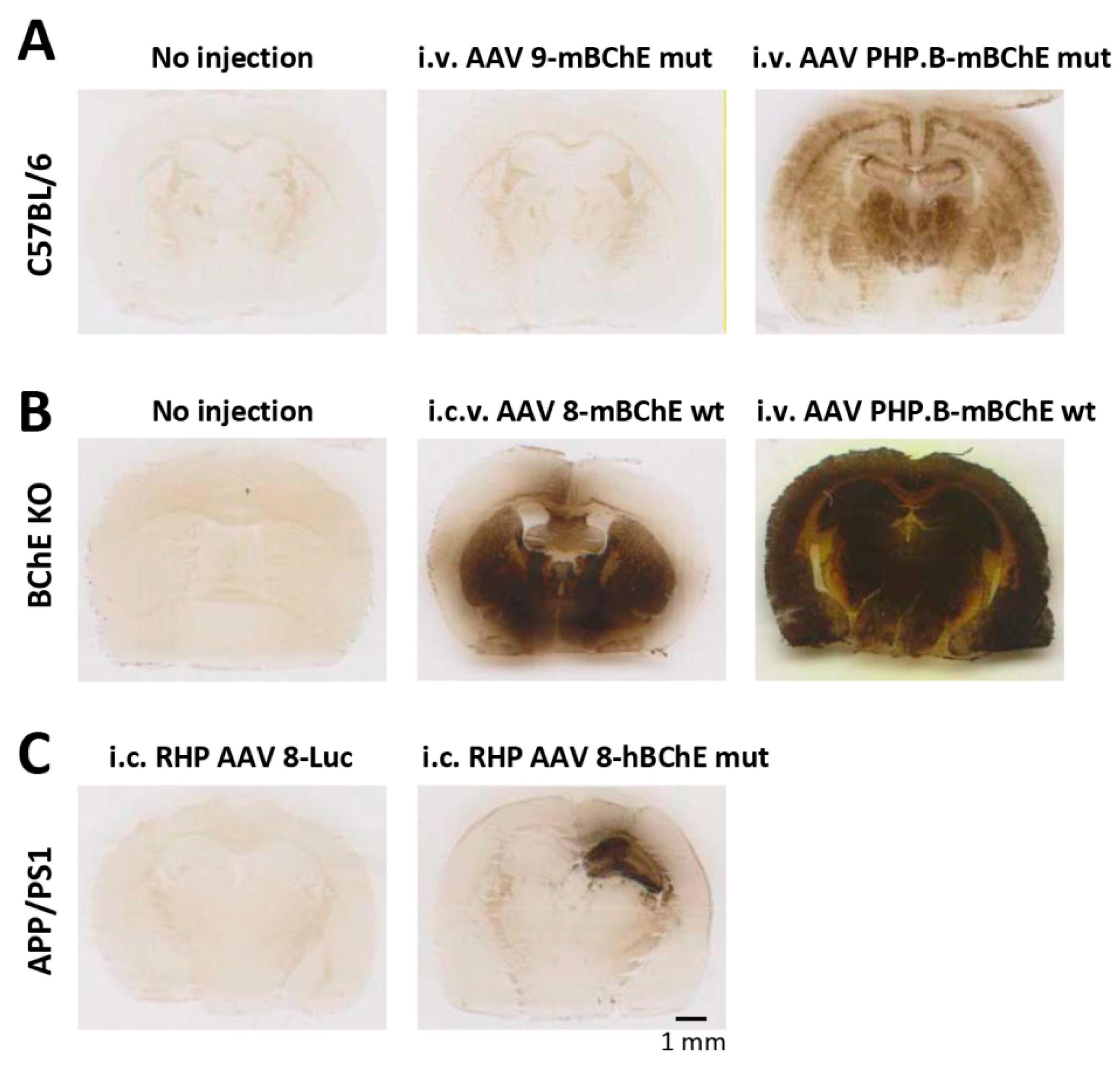 Molecules 22 01145 g001