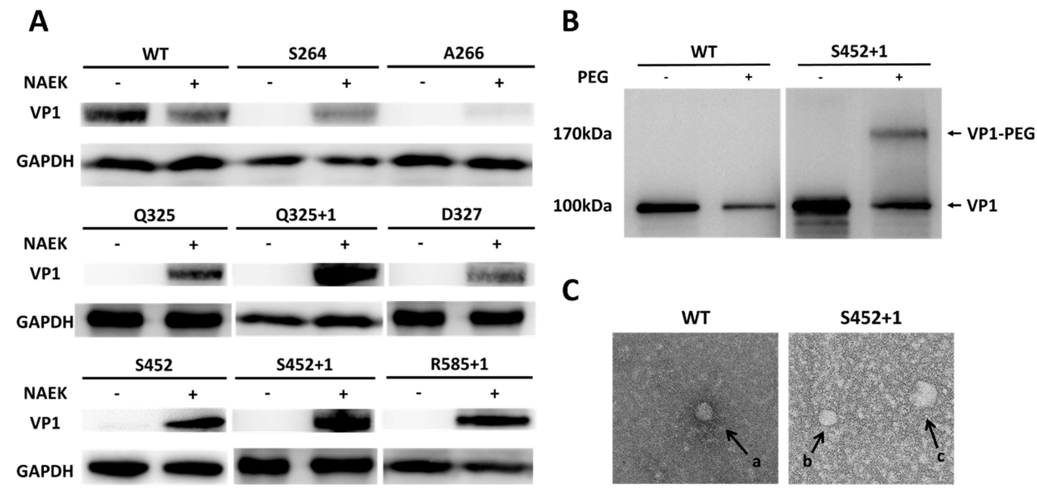 Molecules 22 01155 g002