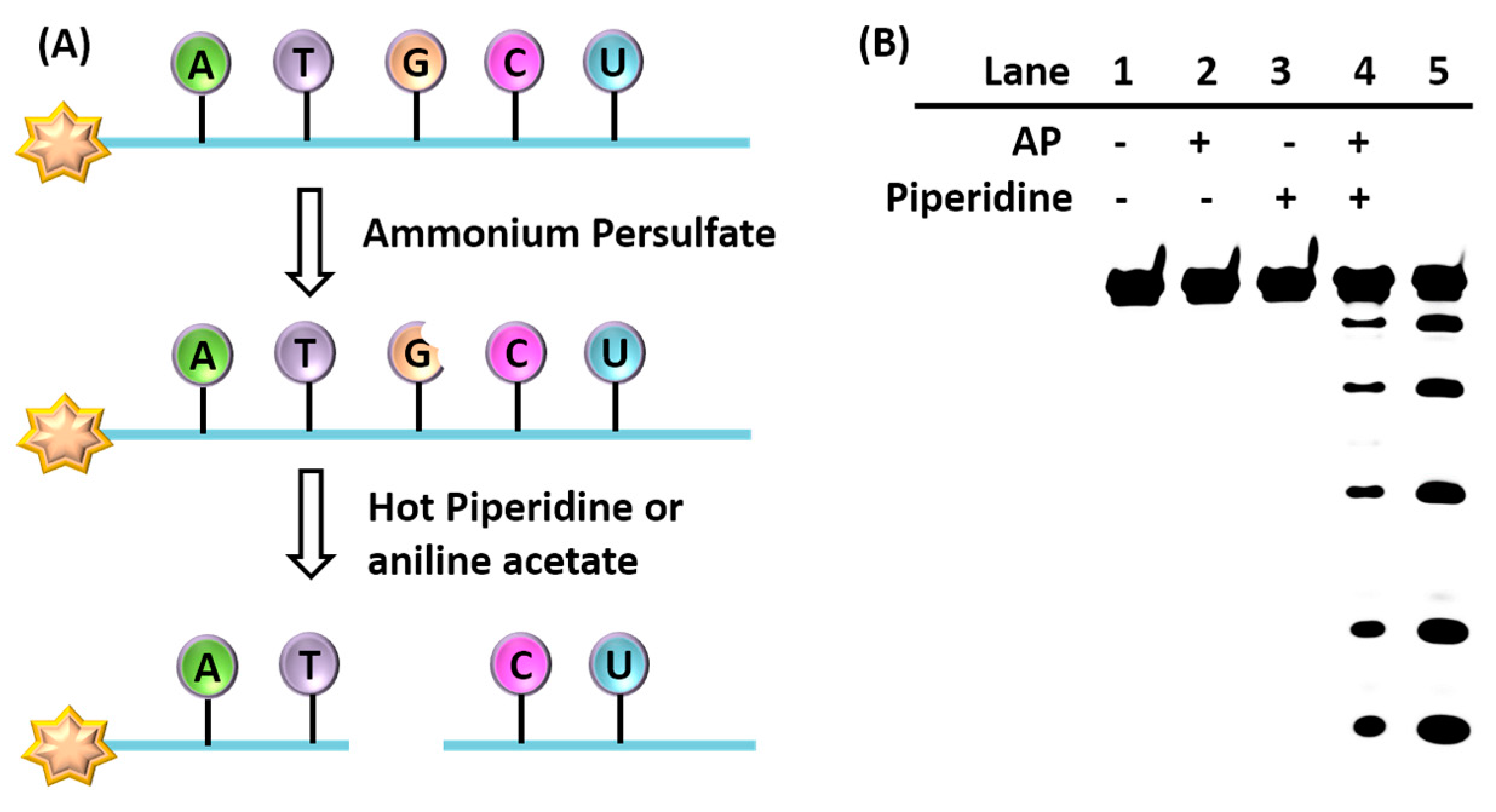 Molecules 22 01222 g001
