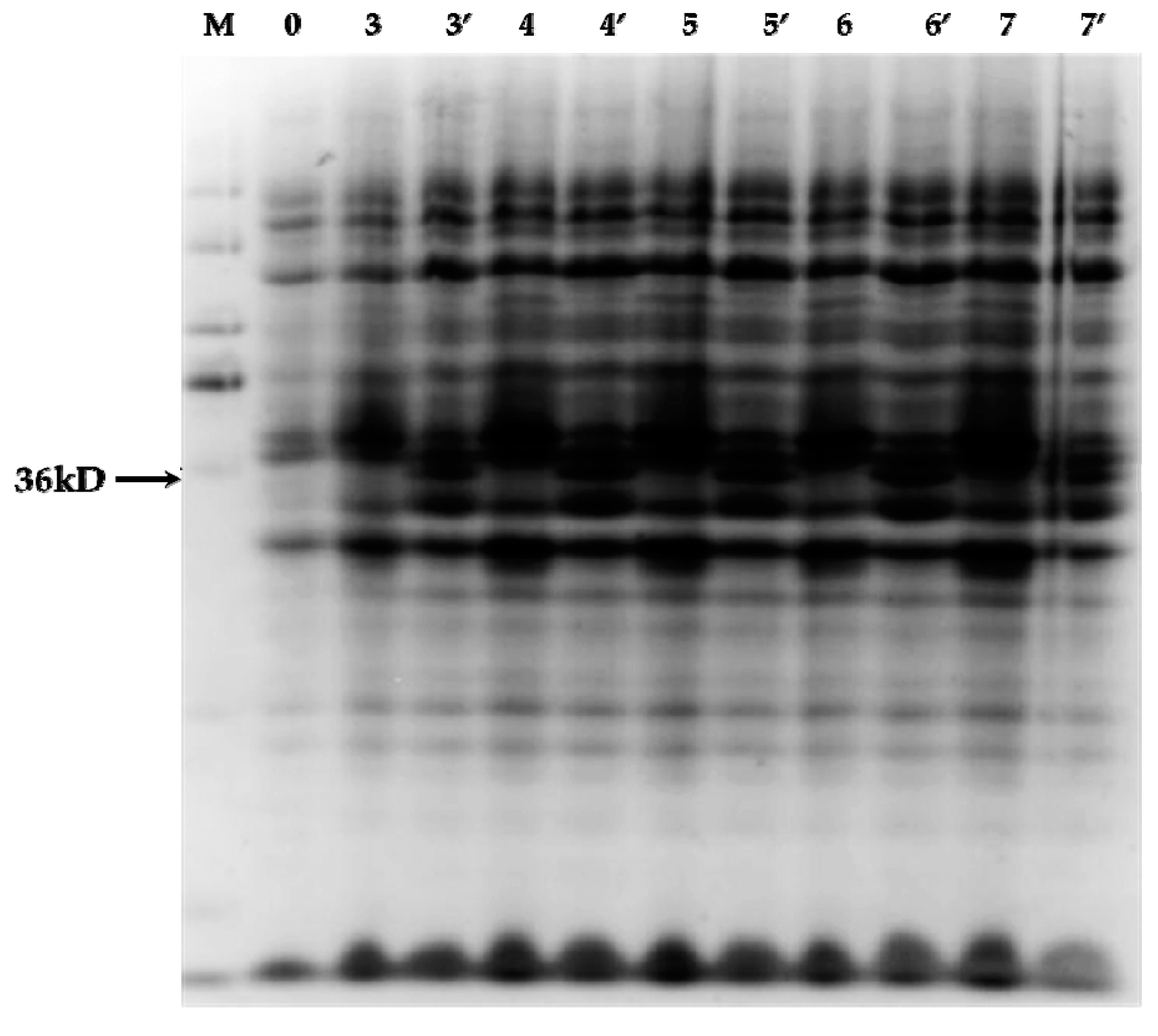 Molecules 22 01268 g005