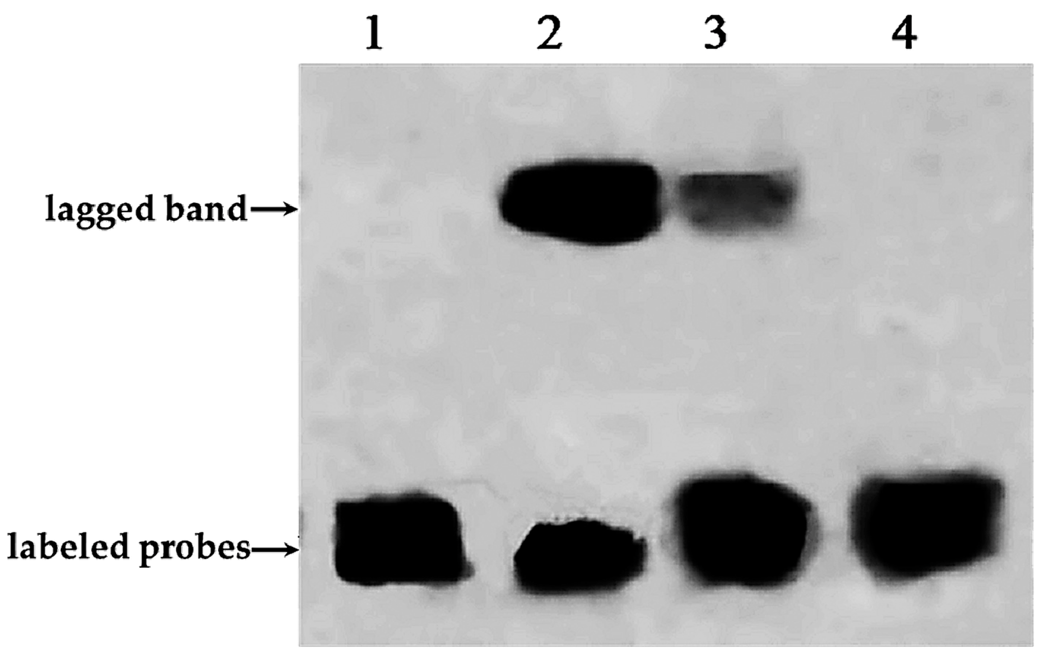 Molecules 22 01268 g006