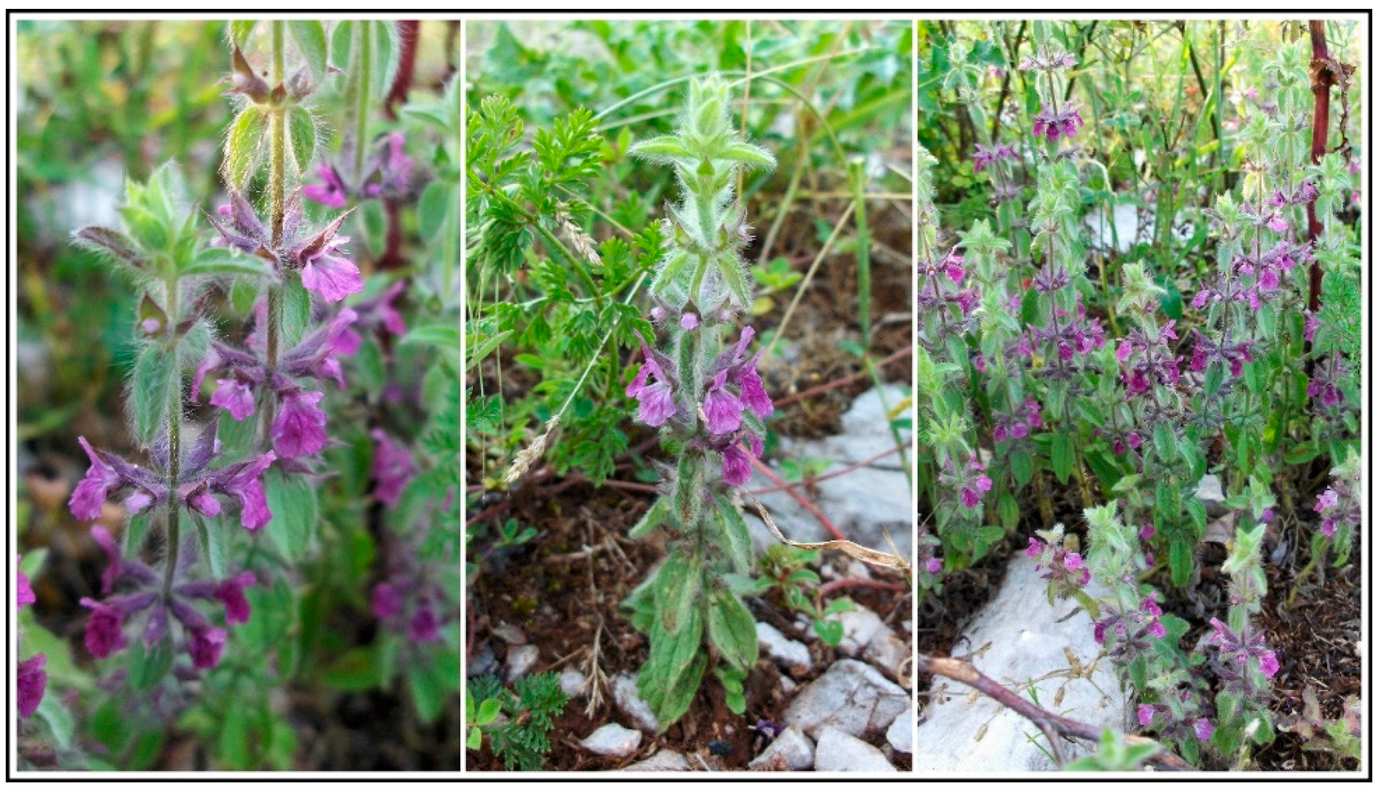 Molecules 22 01395 g001