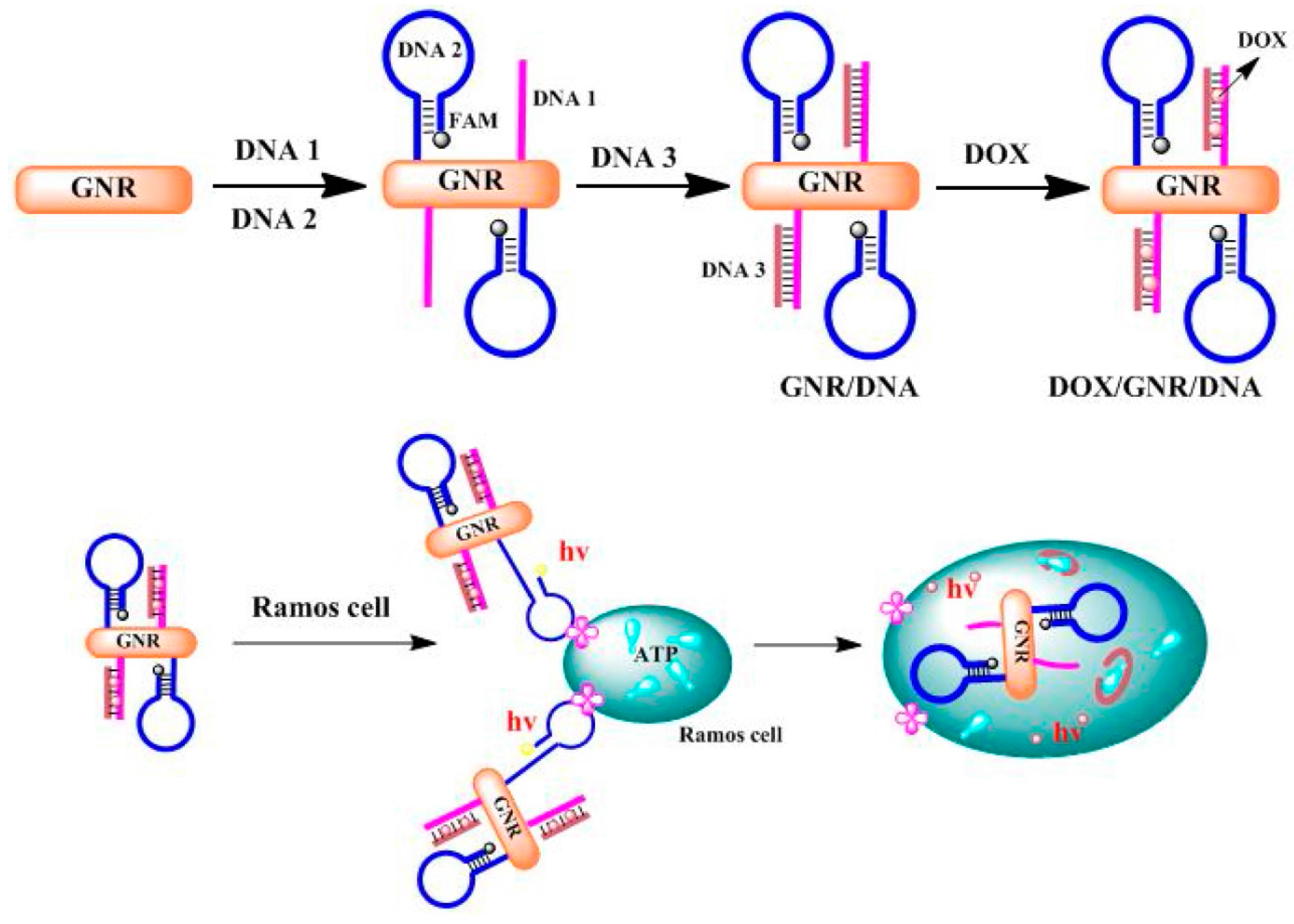 Molecules 22 01445 g003