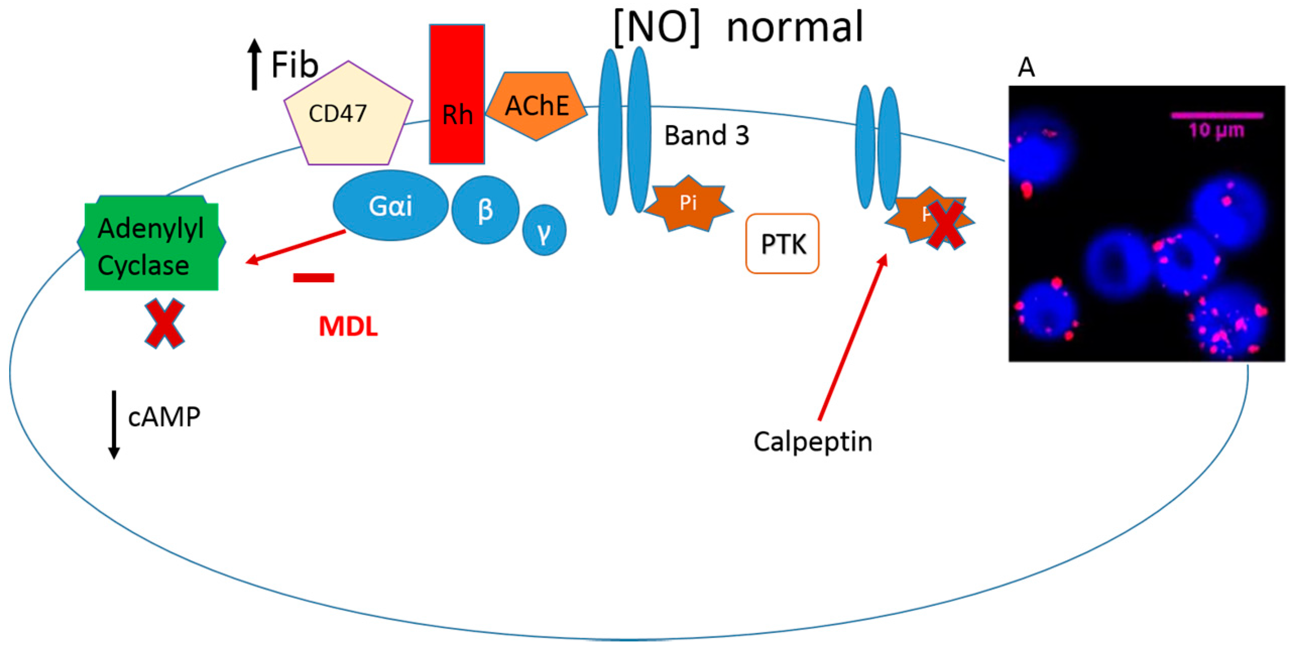 Molecules 22 01499 g003